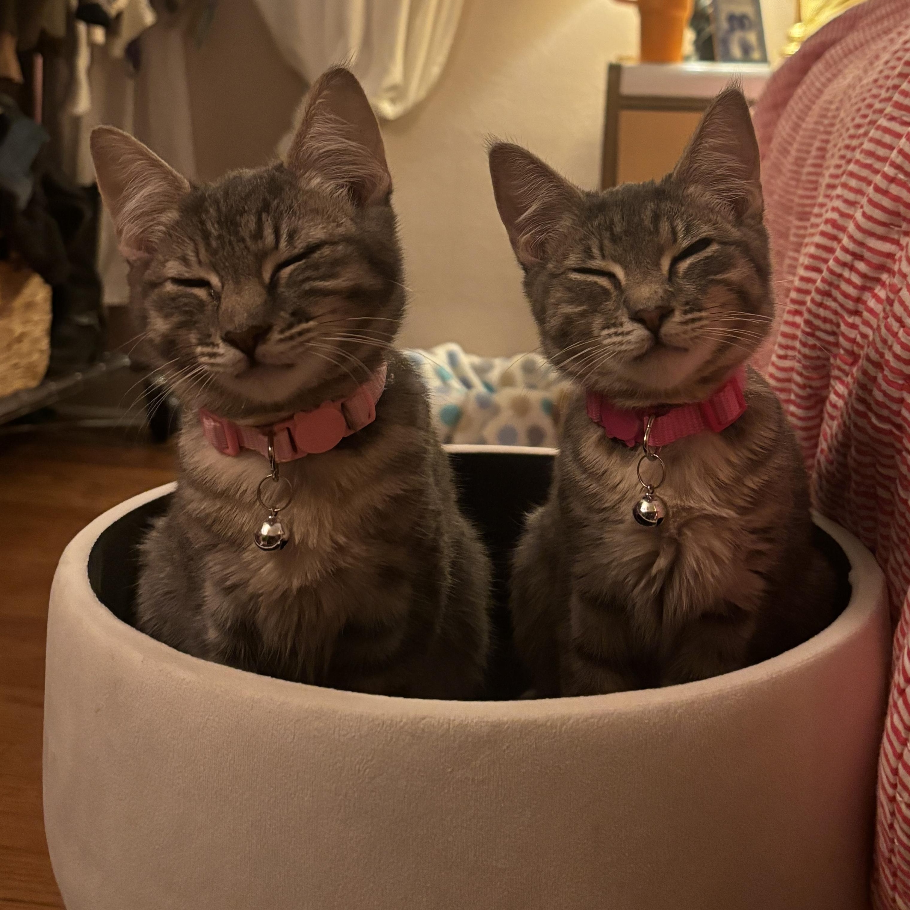 Alice & Marcy (bonded pair) photo 1