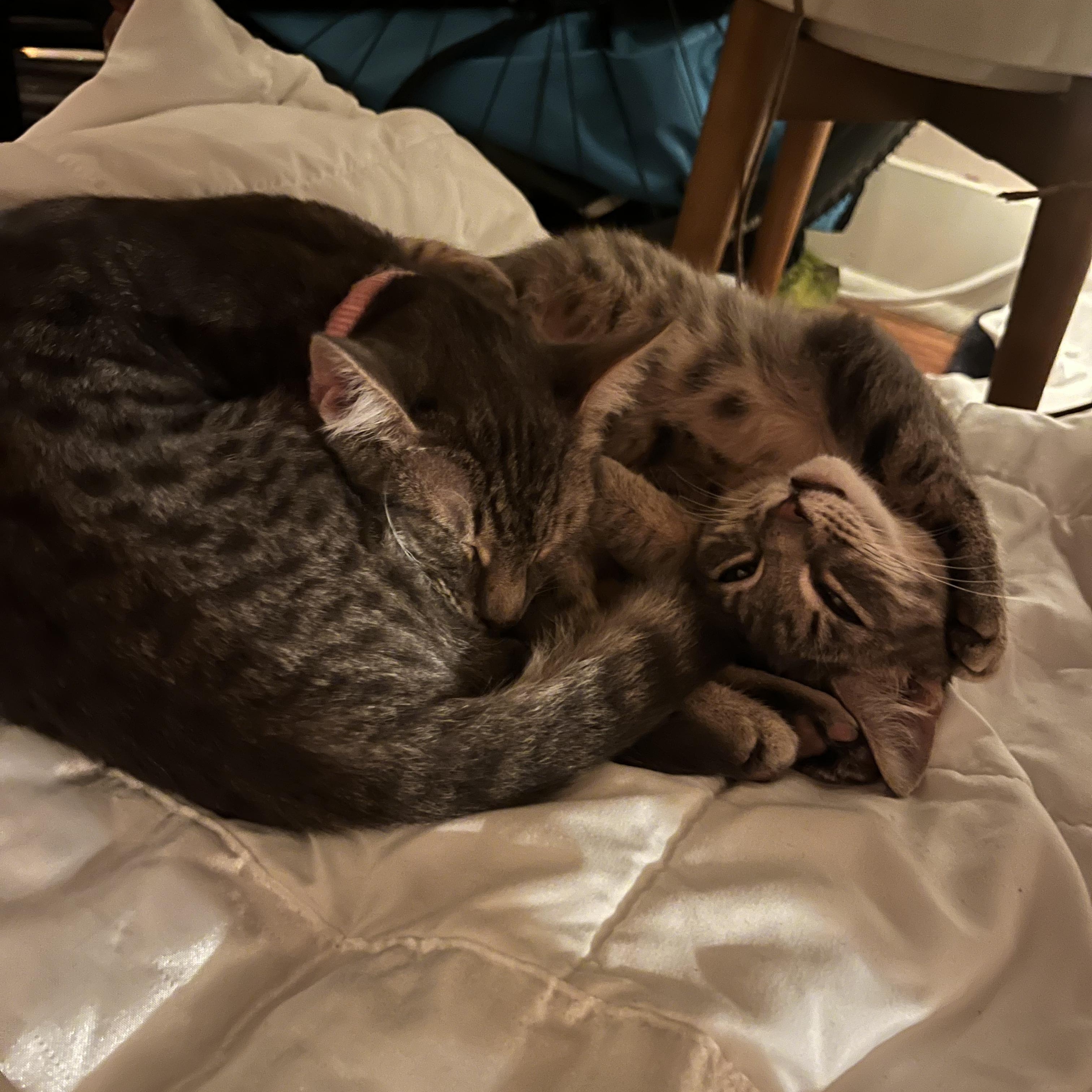 Alice & Marcy (bonded pair) photo 4