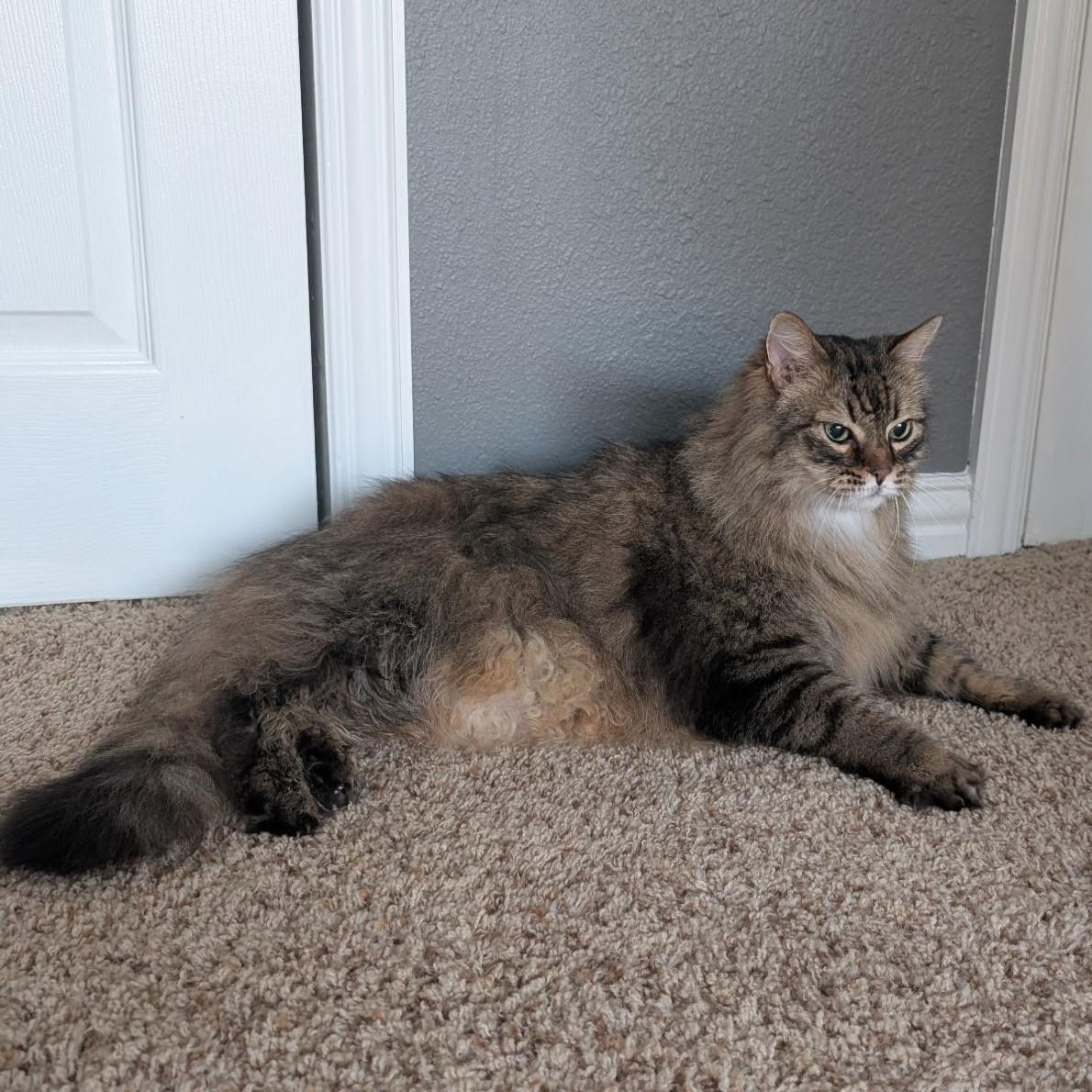 Toby (Siberian Mix), an adopted mixed breed in Allen, TX image 6/6