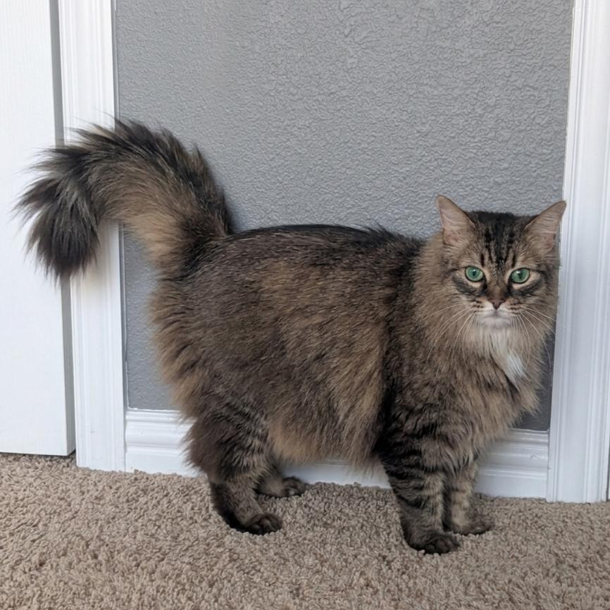 Toby (Siberian Mix), adopted, Senior Male Siberian & Domestic Long Hair.