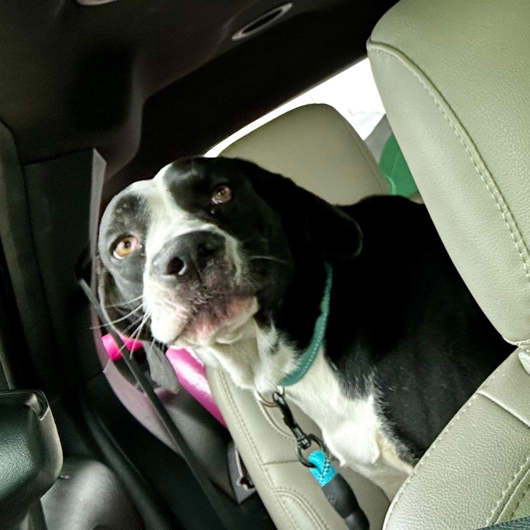 Dog for adoption Alice, a Great Dane & American Staffordshire Terrier