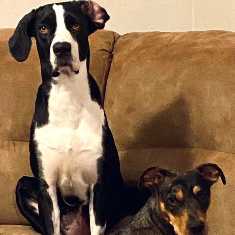 Dog for adoption Alice, a Great Dane & American Staffordshire Terrier