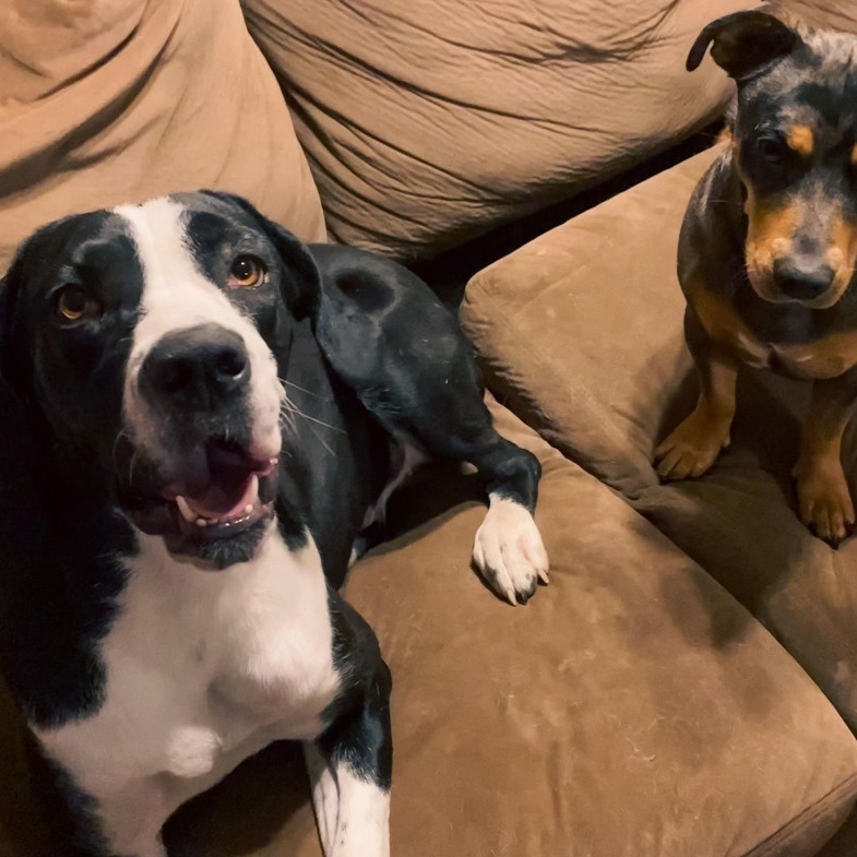 Dog for adoption Alice, a Great Dane & American Staffordshire Terrier