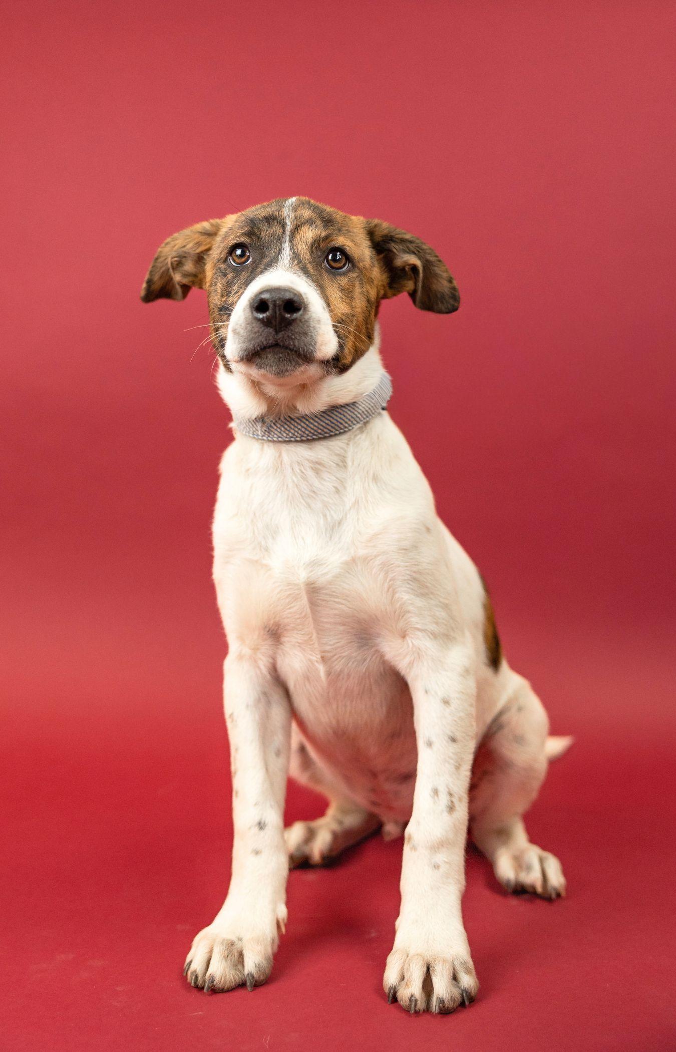 Enlarge 414-26, a ADOPTABLE mixed breed in Brighton, CO image 1/1