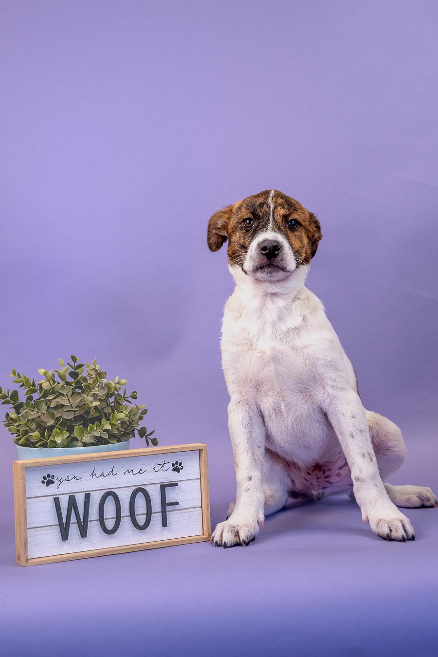 Enlarge 414-26, a ADOPTABLE mixed breed in Brighton, CO image 1/1