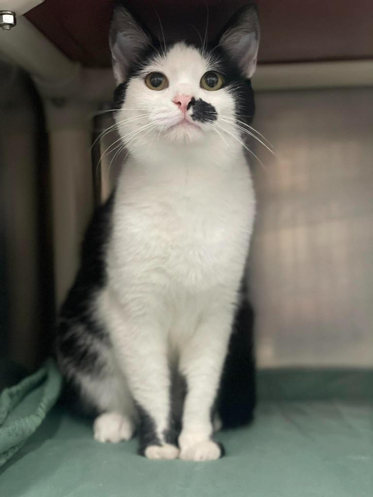 Enlarge Bozer, an adopted Domestic Short Hair in Calhoun, KY image 1/1