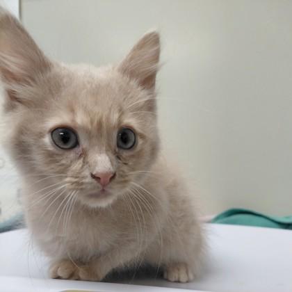 Strudel, Adoptable, Young Male Domestic Medium Hair & Domestic Short Hair.