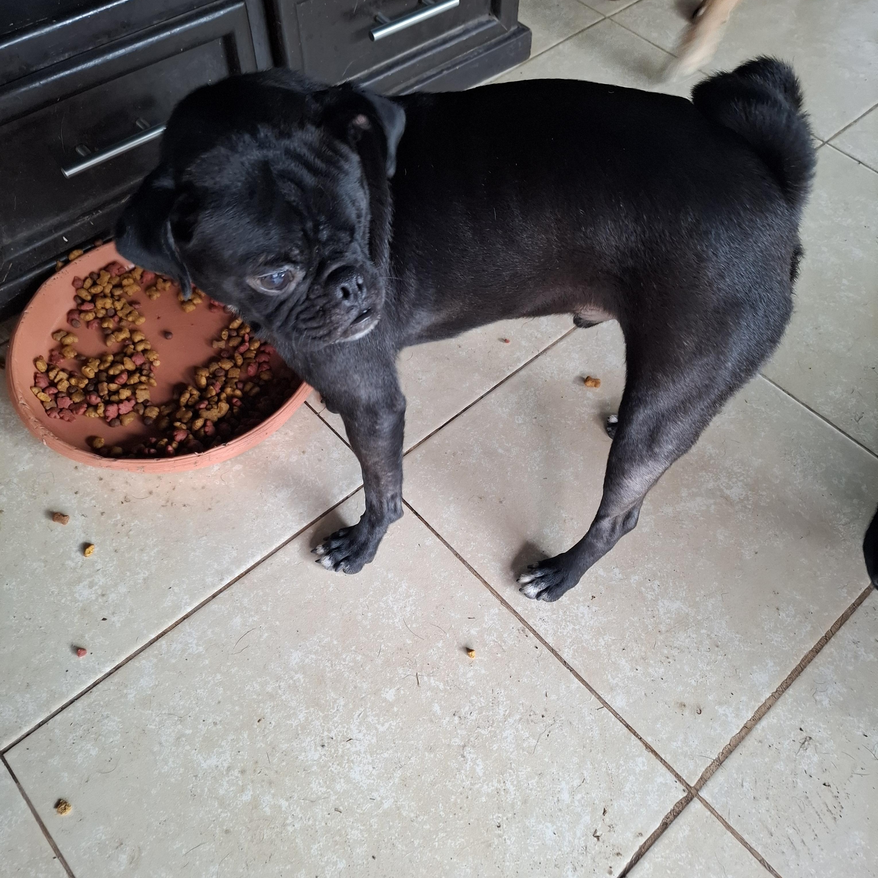 Nachito, an adoptable Pug in Sparks, NV image 4/6