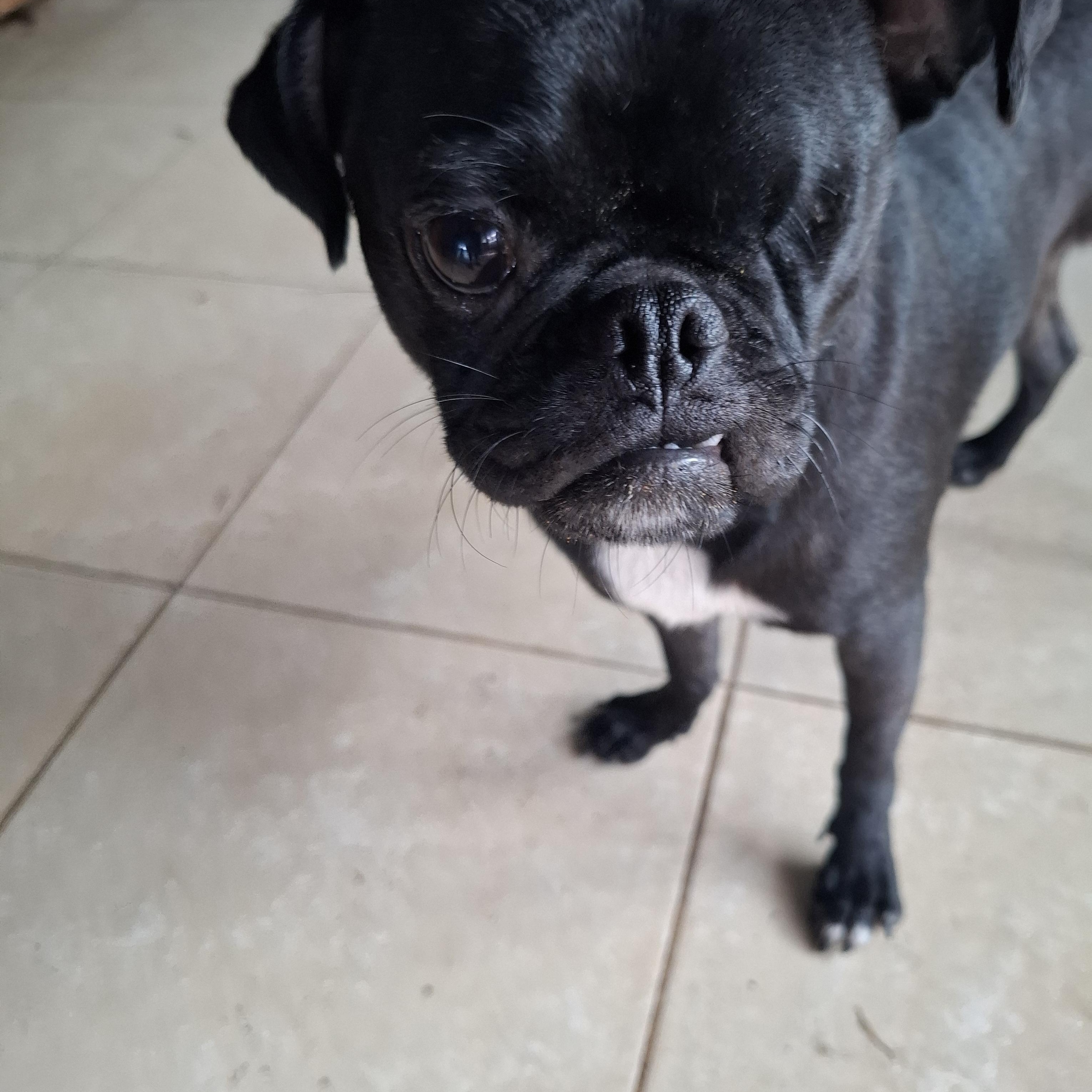 Nachito, an adoptable Pug in Sparks, NV image 6/6