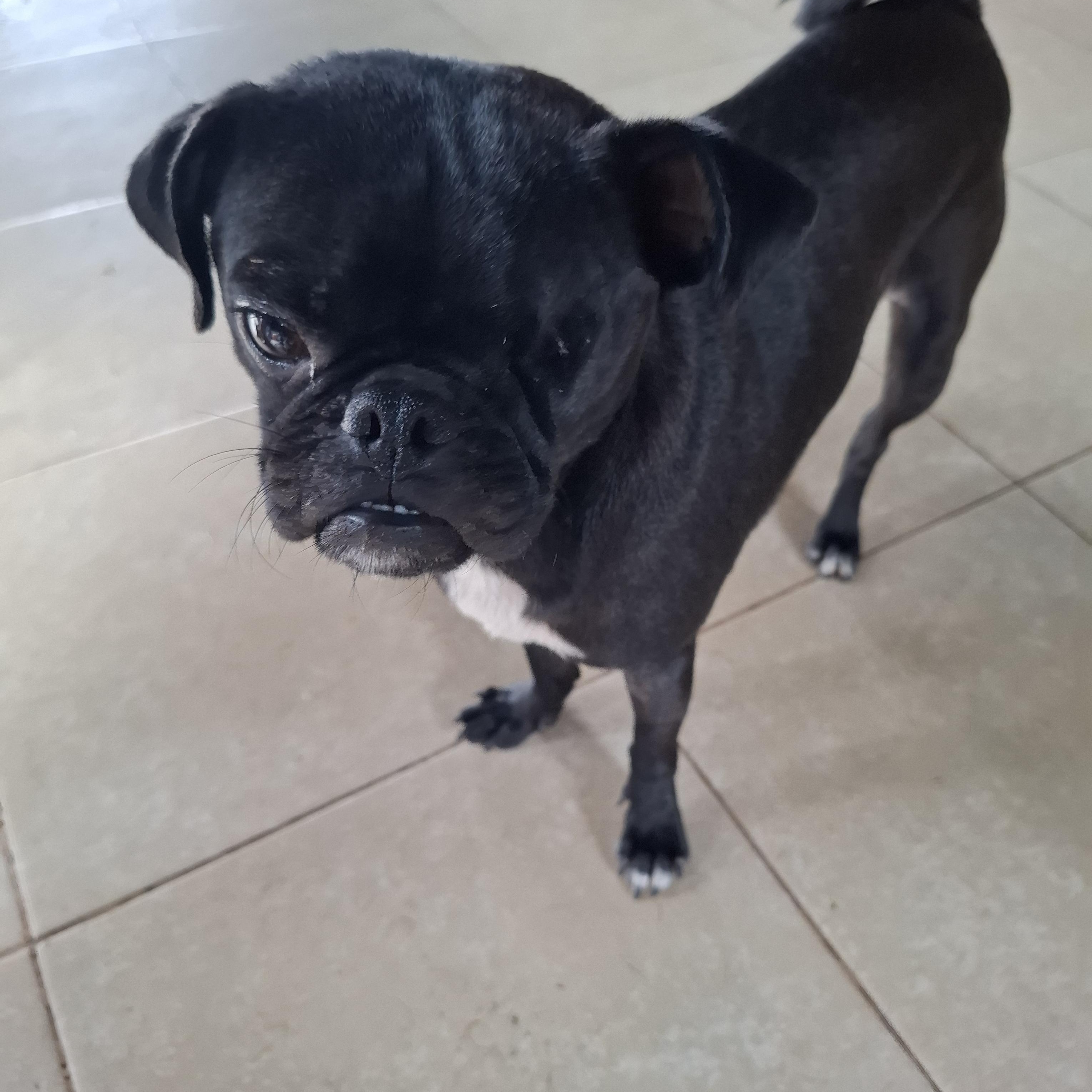 Nachito, adoptable, Adult Male Pug.