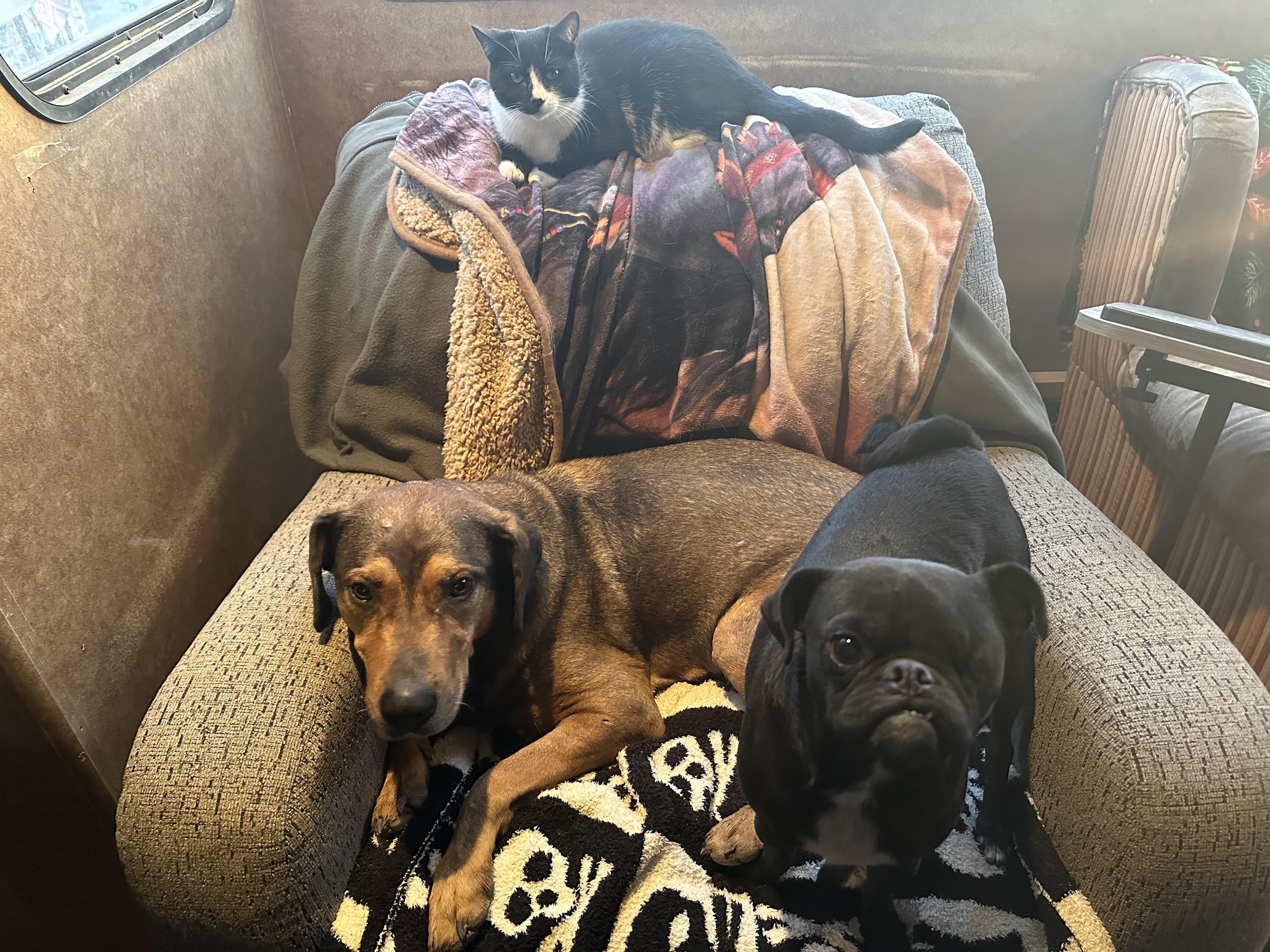 Nachito, an adoptable Pug in Sparks, NV image 2/6