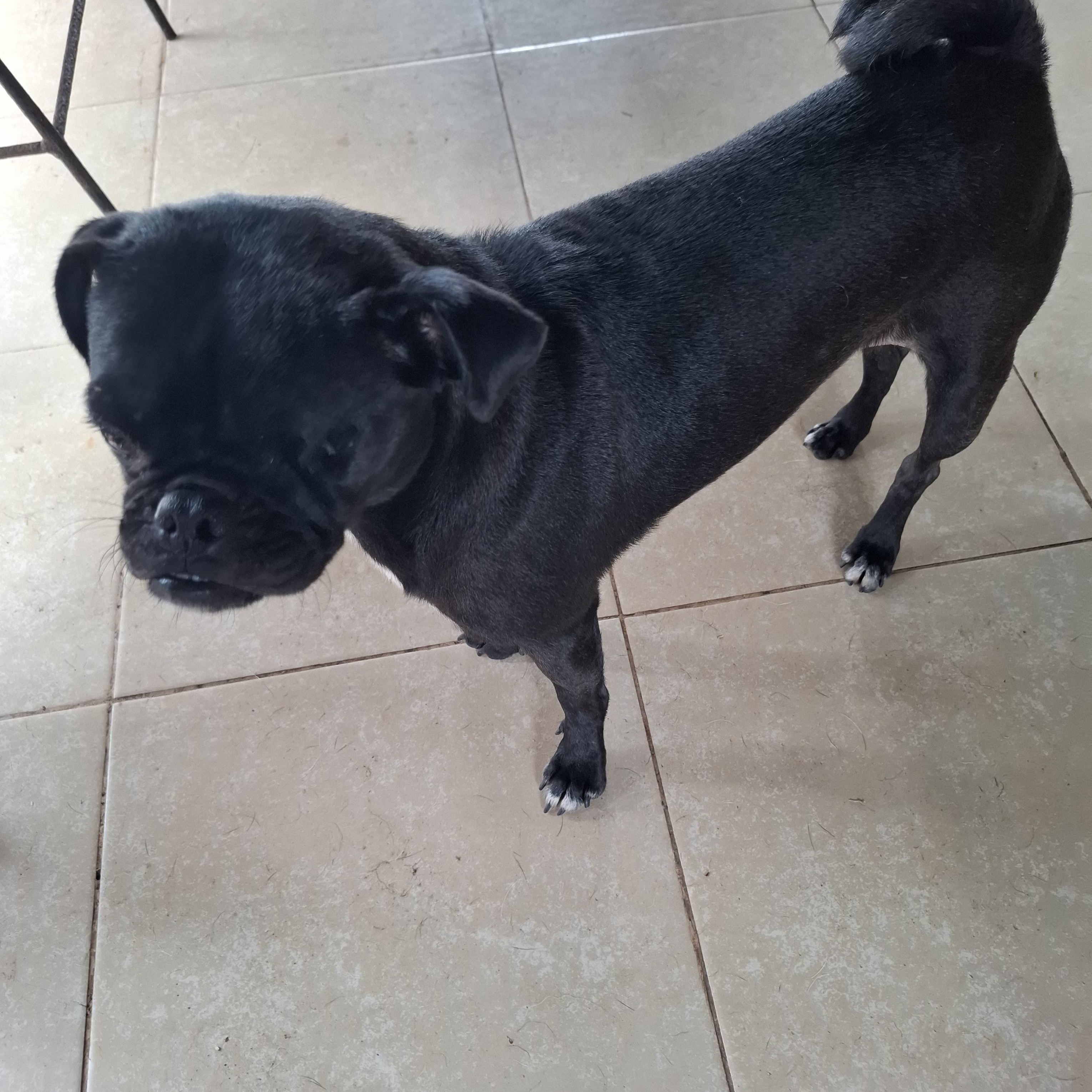 Nachito, an adoptable Pug in Sparks, NV image 3/6