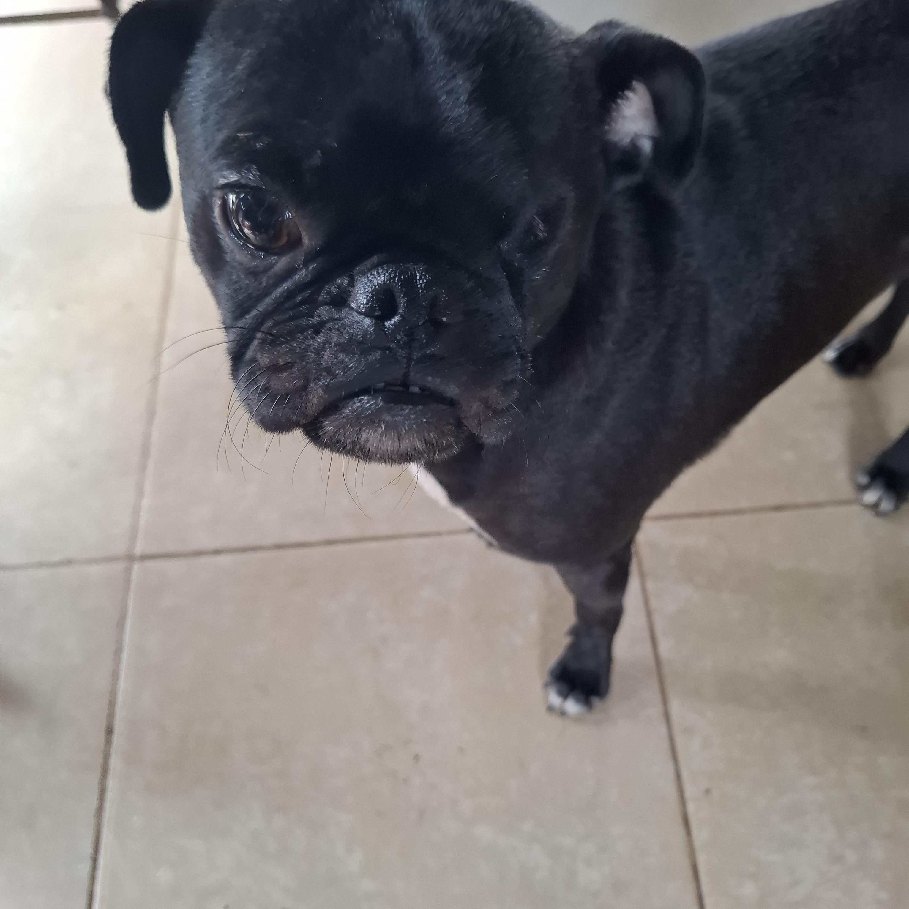 Nachito, an adoptable Pug in Sparks, NV image 5/6