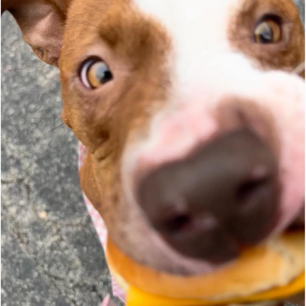 Enlarge Garnet, a Adoptable Mixed Breed in Springboro, OH image 1/5