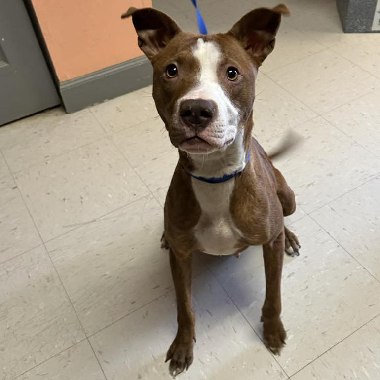 Enlarge Garnet, a Adoptable Mixed Breed in Springboro, OH image 2/5