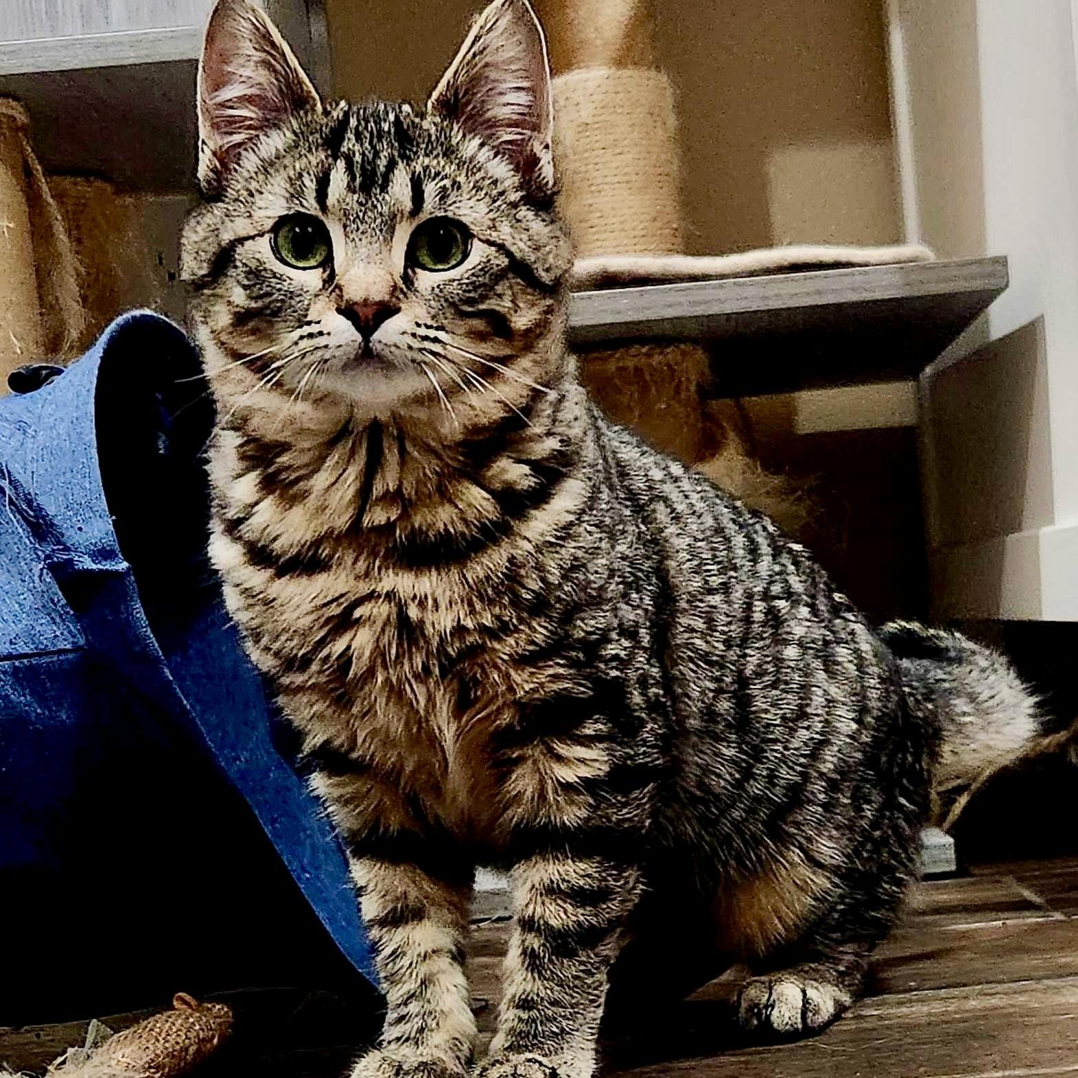 Chloe, Adoptable, Kitten Female Domestic Short Hair.