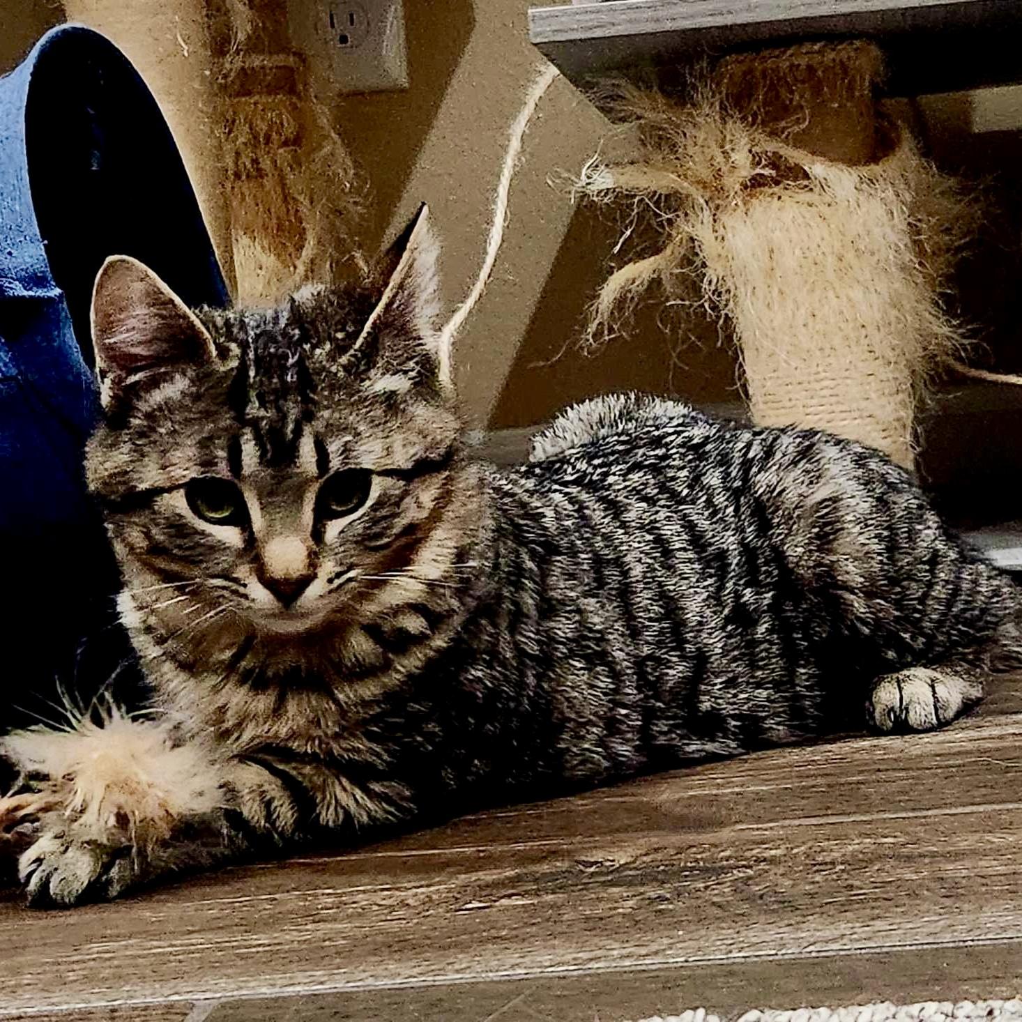 Enlarge Chloe, a Adoptable Domestic Short Hair in Wilsonville, OR image 2/5