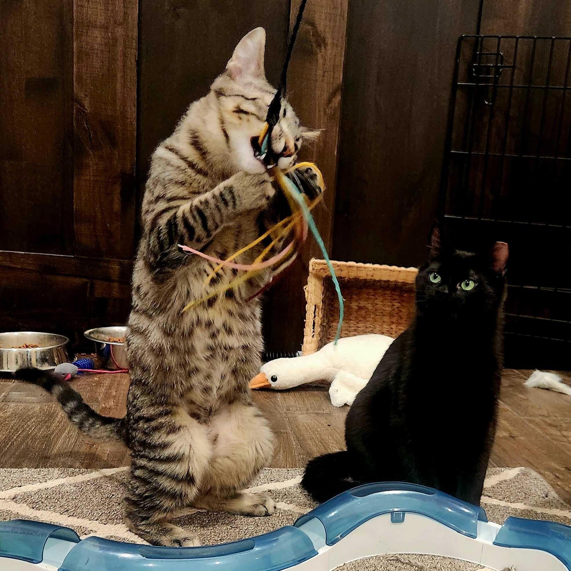 Enlarge Chloe, a Adoptable Domestic Short Hair in Wilsonville, OR image 3/5