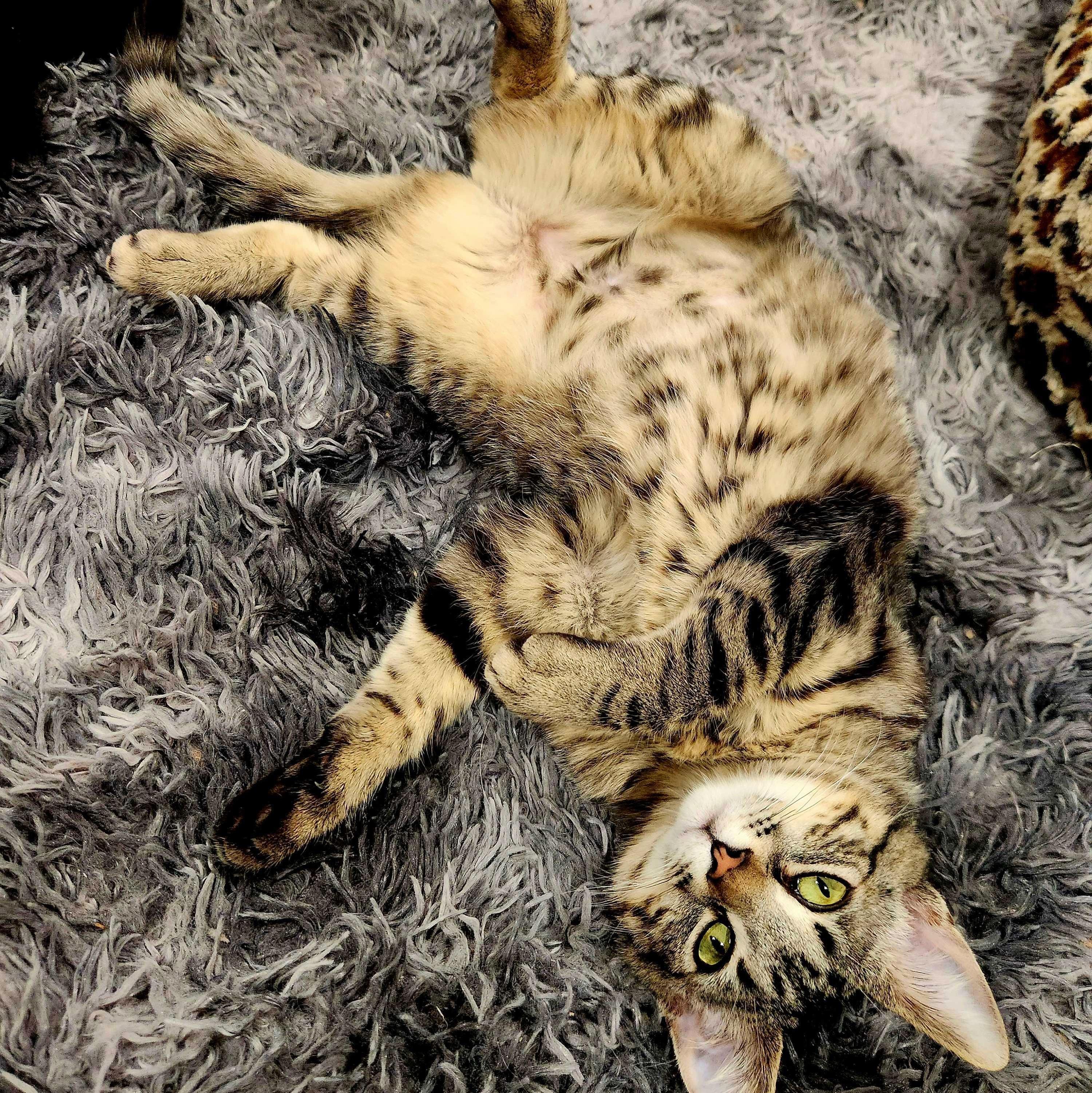 Enlarge Chloe, a Adoptable Domestic Short Hair in Wilsonville, OR image 4/5