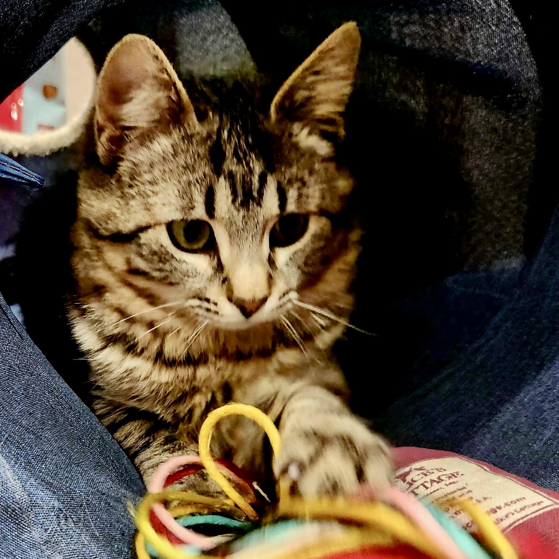 Enlarge Chloe, a Adoptable Domestic Short Hair in Wilsonville, OR image 5/5