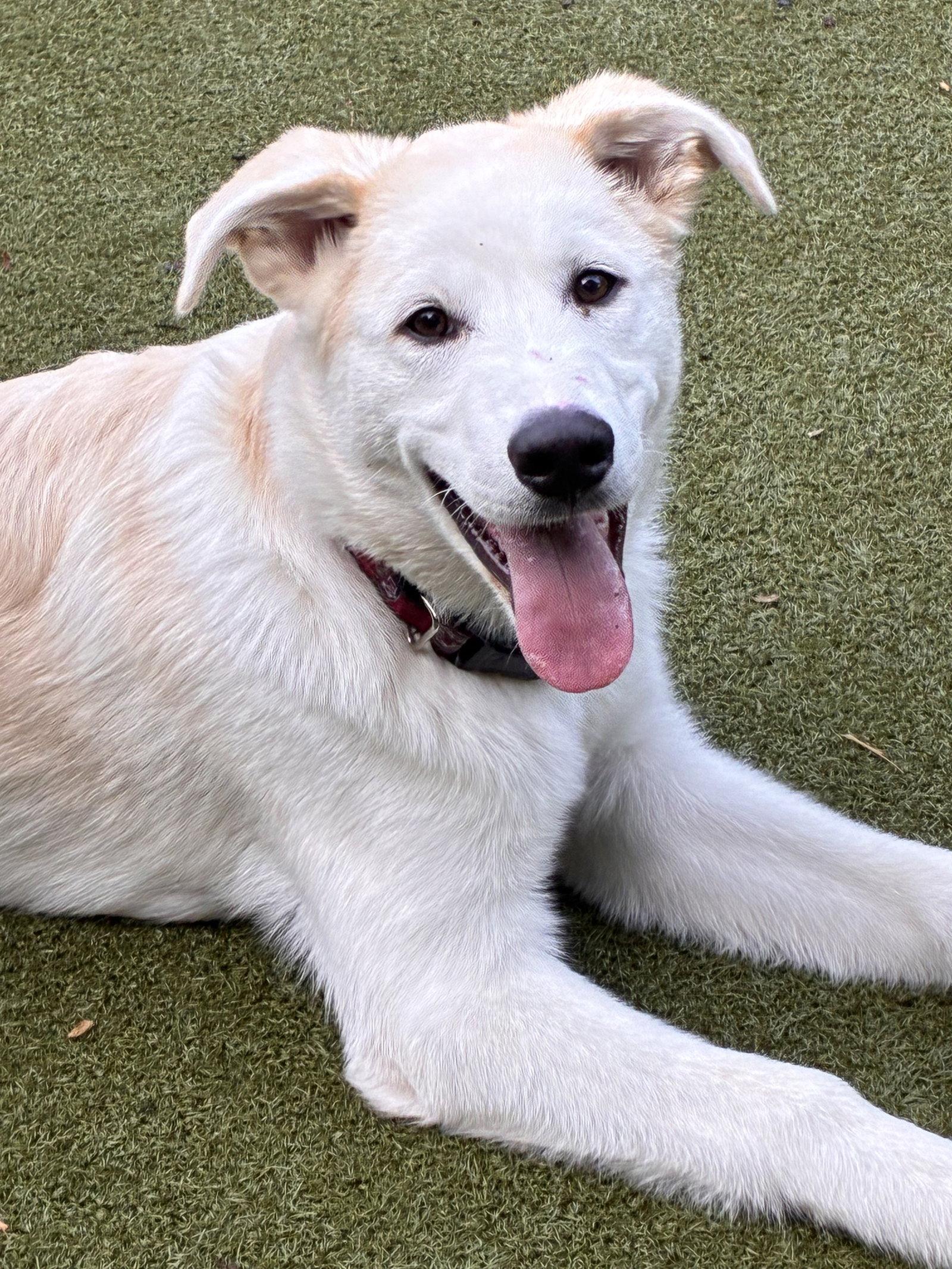 Phoenix, Adoptable, Puppy Male Great Pyrenees & Siberian Husky.