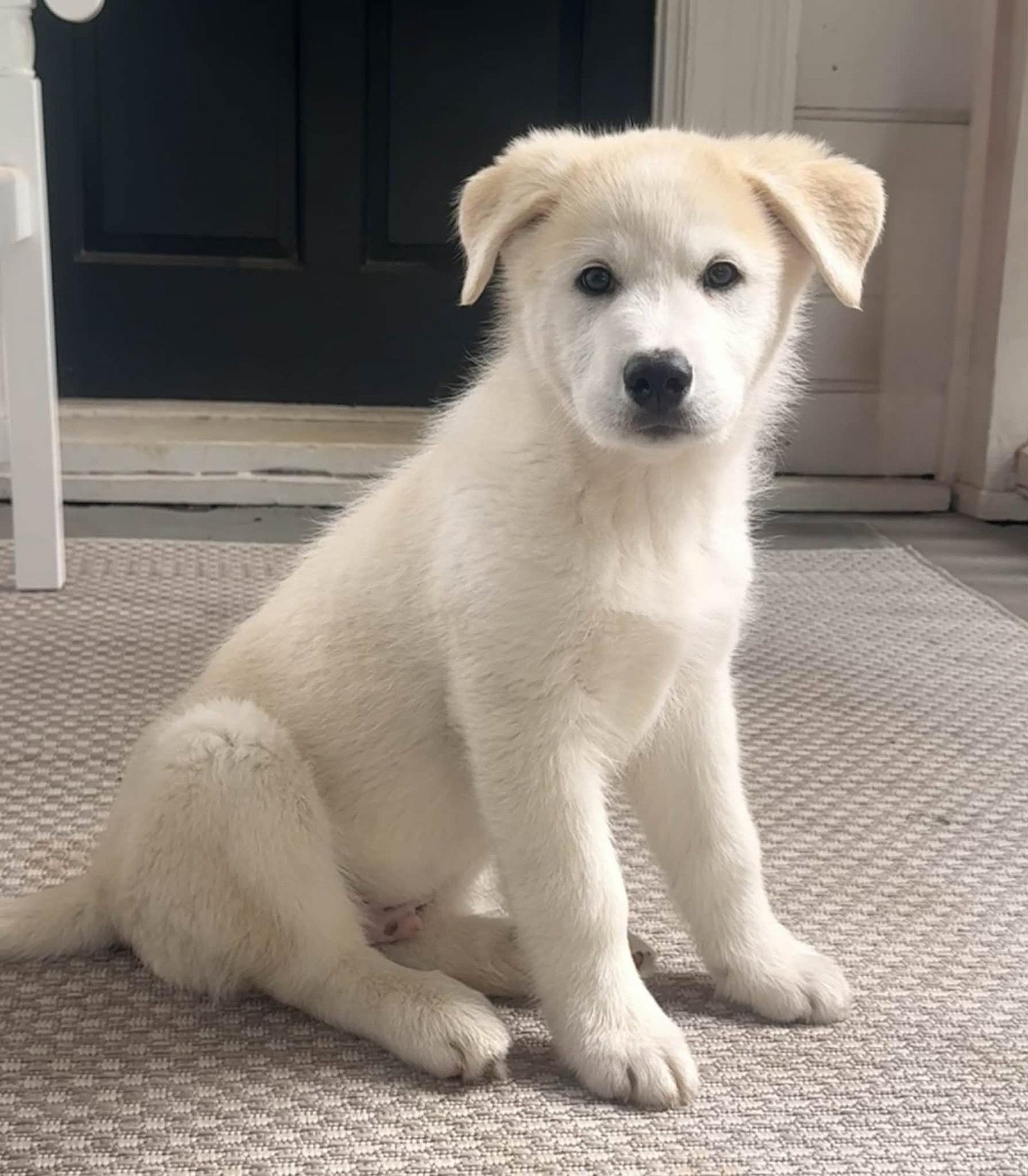 Phoenix, Adoptable, Puppy Male Great Pyrenees & Siberian Husky.