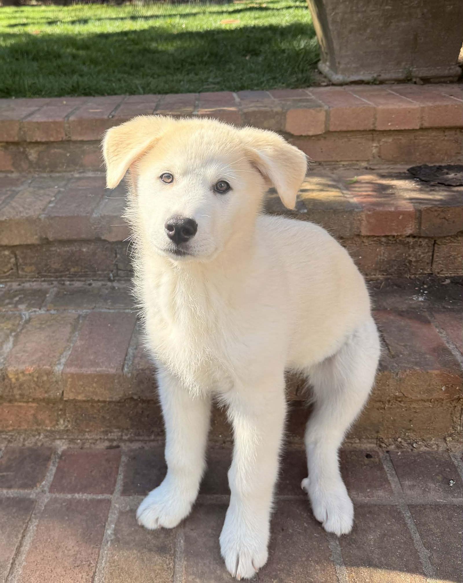 Phoenix, Adoptable, Puppy Male Great Pyrenees & Siberian Husky.