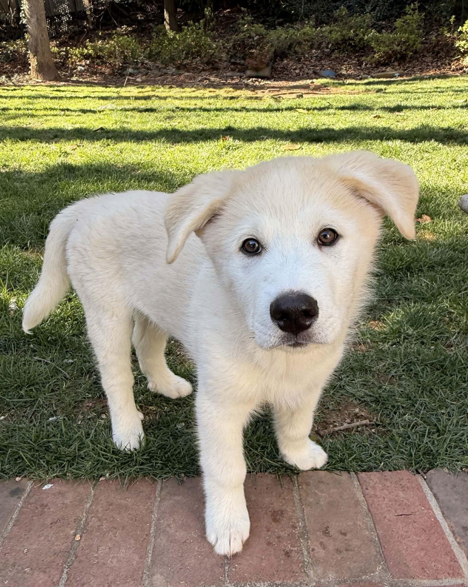 Enlarge Phoenix, a Adoptable mixed breed in Woodstock, GA image 3/3