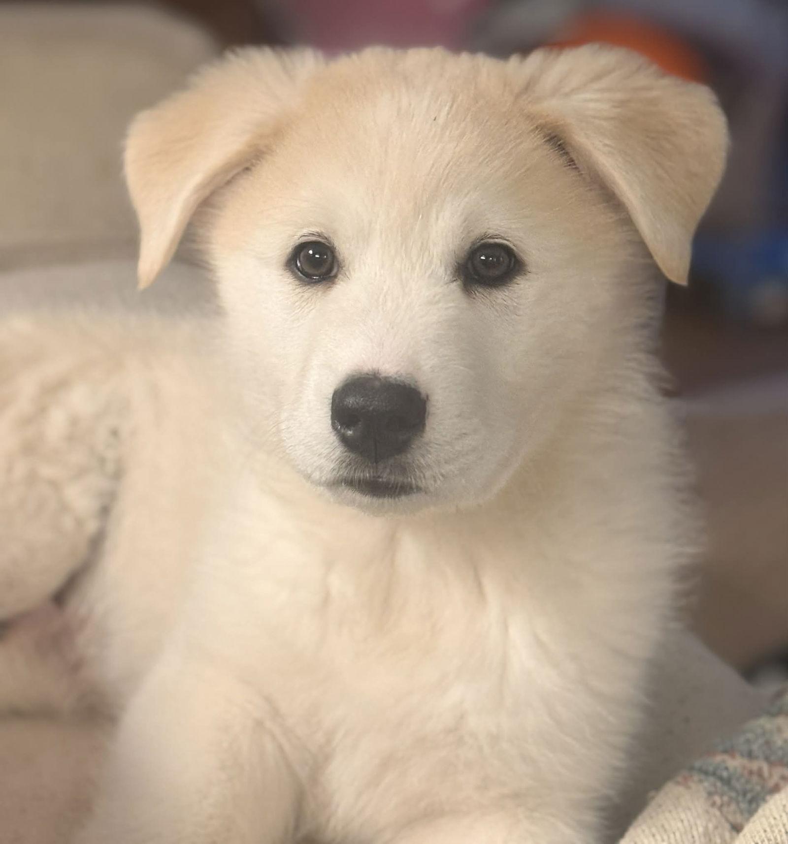 Enlarge Phoenix, a Adoptable mixed breed in Woodstock, GA image 1/1