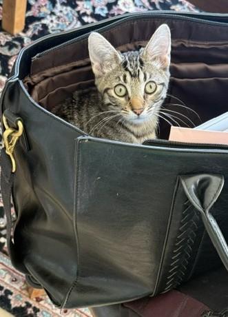 Perrie - Curious, Cuddly, and Always Ready to Play, adopted, Young Female Tabby.