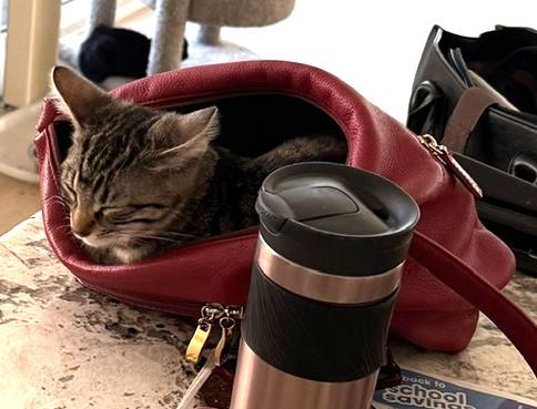 Perrie - Curious, Cuddly, and Always Ready to Play, an adopted Tabby in Prescott, AZ image 2/3