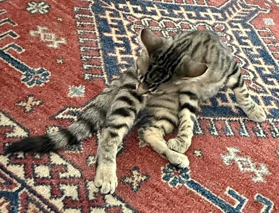 Perrie - Curious, Cuddly, and Always Ready to Play, an adopted Tabby in Prescott, AZ image 3/3