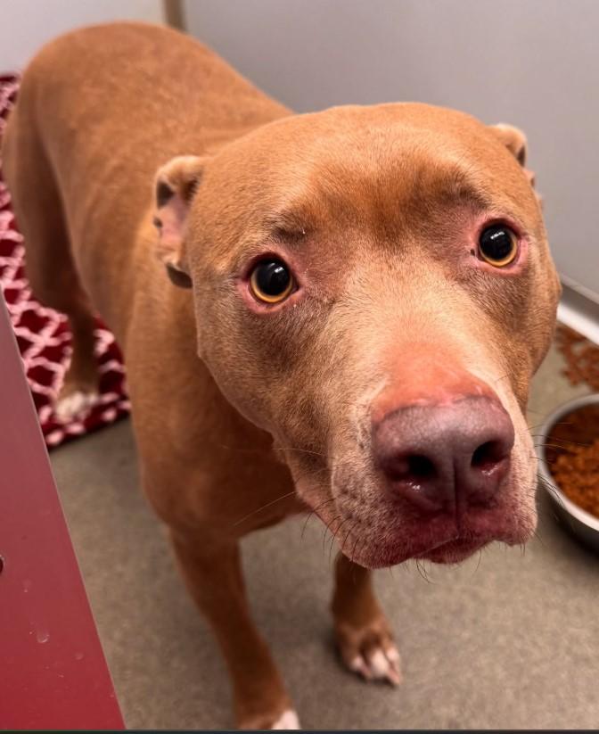 Geo, a ADOPTABLE Pit Bull Terrier in Troy, MI image 4/4