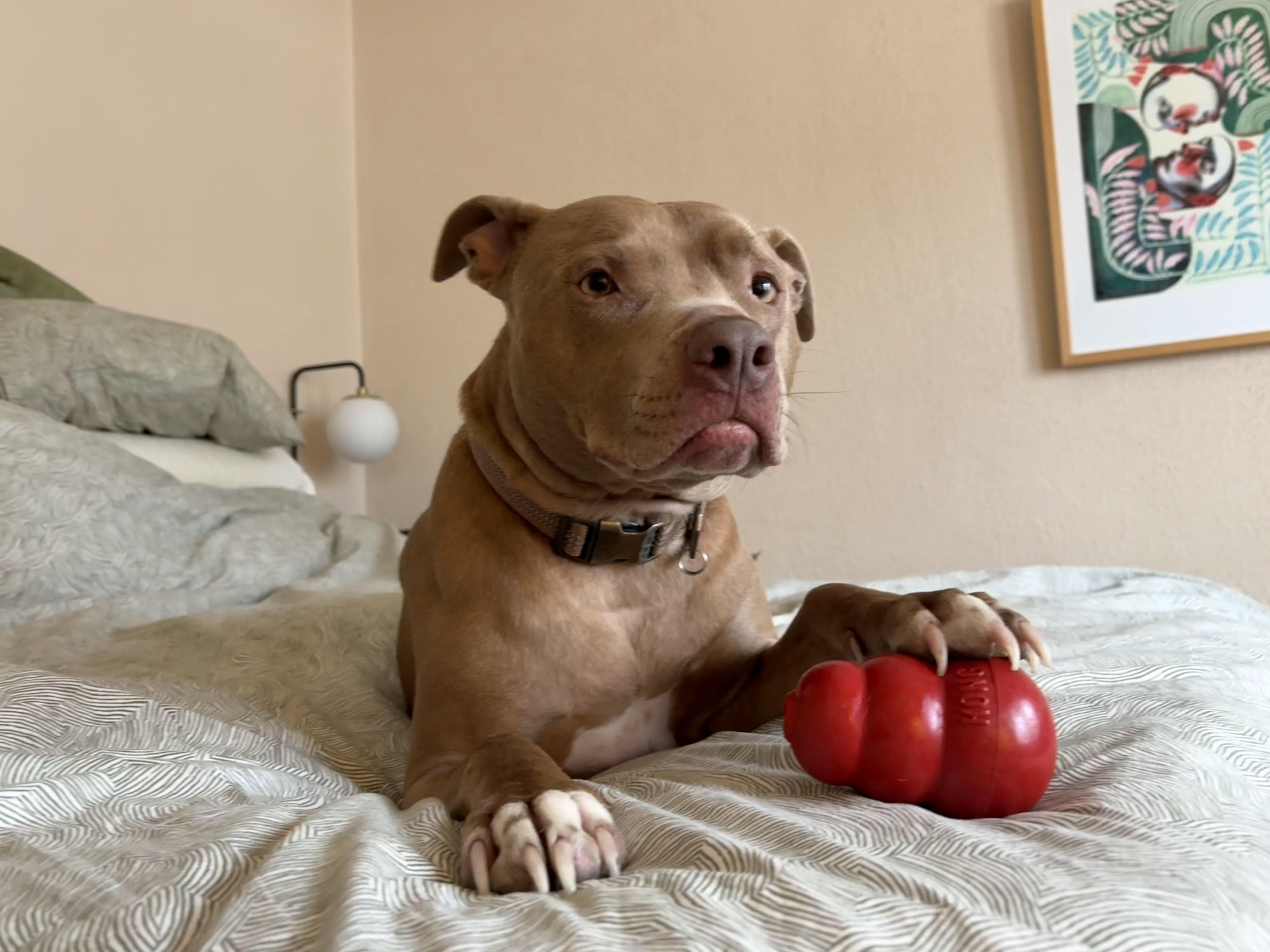 Geo, a ADOPTABLE Pit Bull Terrier in Troy, MI image 3/4