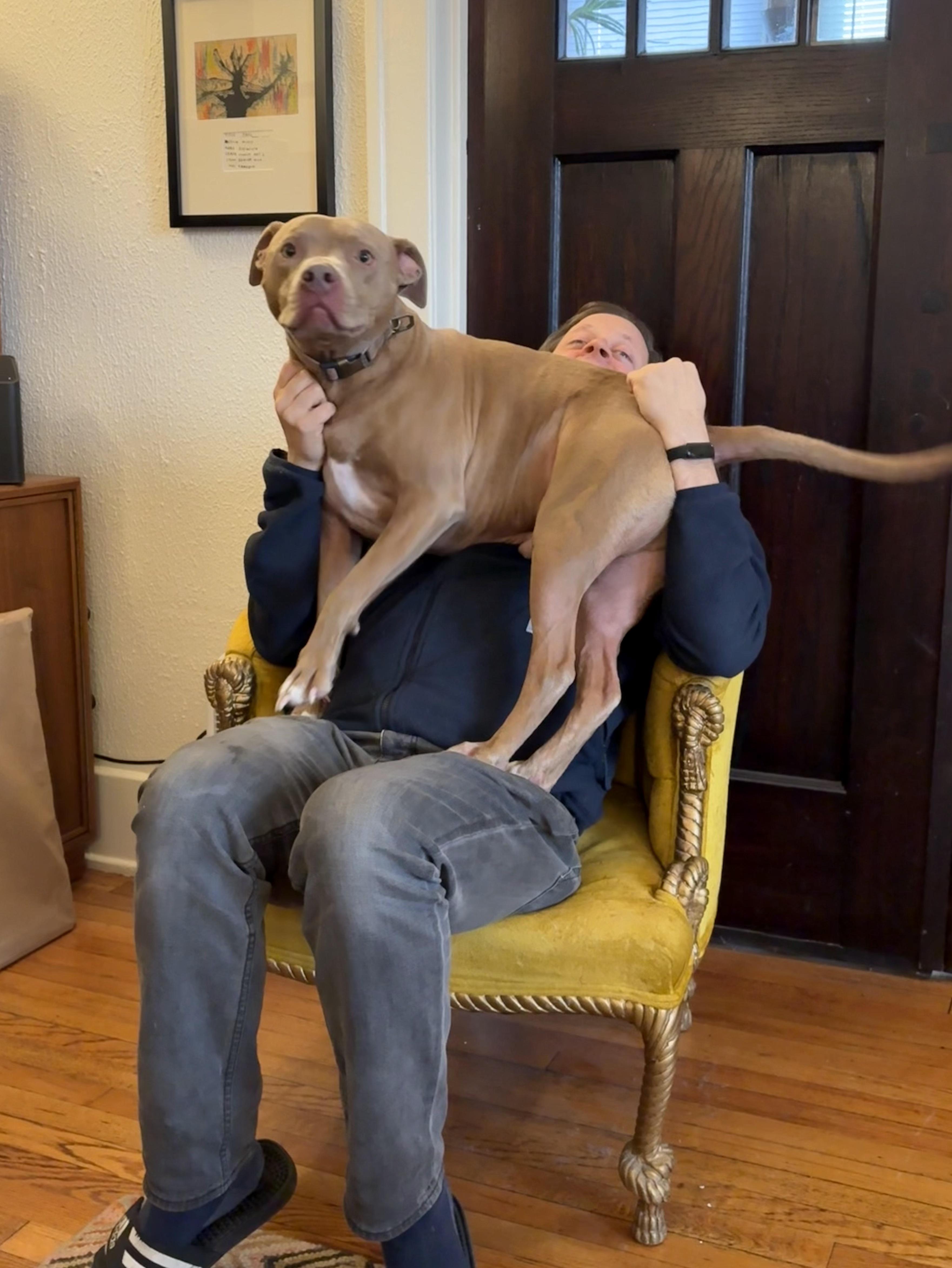 Geo, ADOPTABLE, Adult Male Pit Bull Terrier.