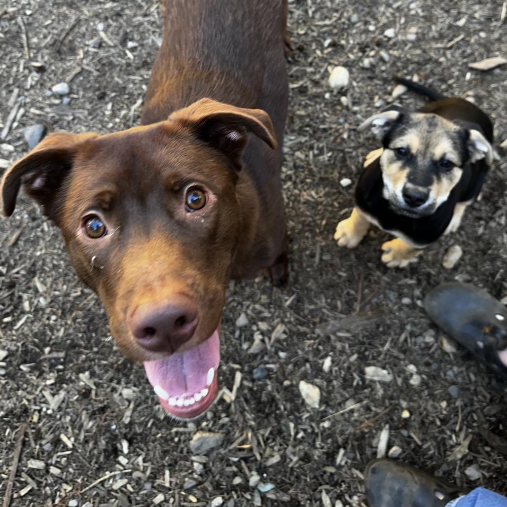 Enlarge George Jones, a Adoptable mixed breed in Bellingham, WA image 1/6