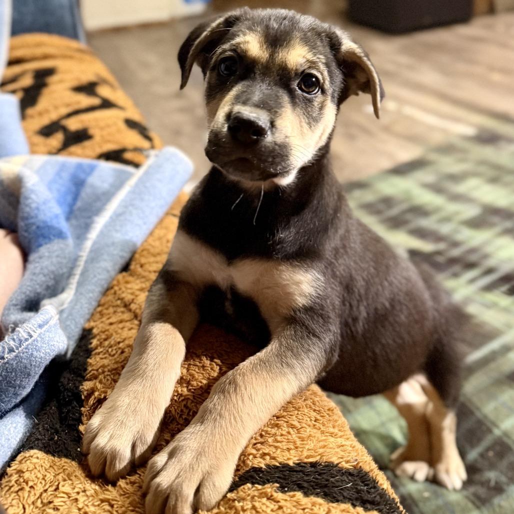 Enlarge George Jones, a Adoptable mixed breed in Bellingham, WA image 2/6