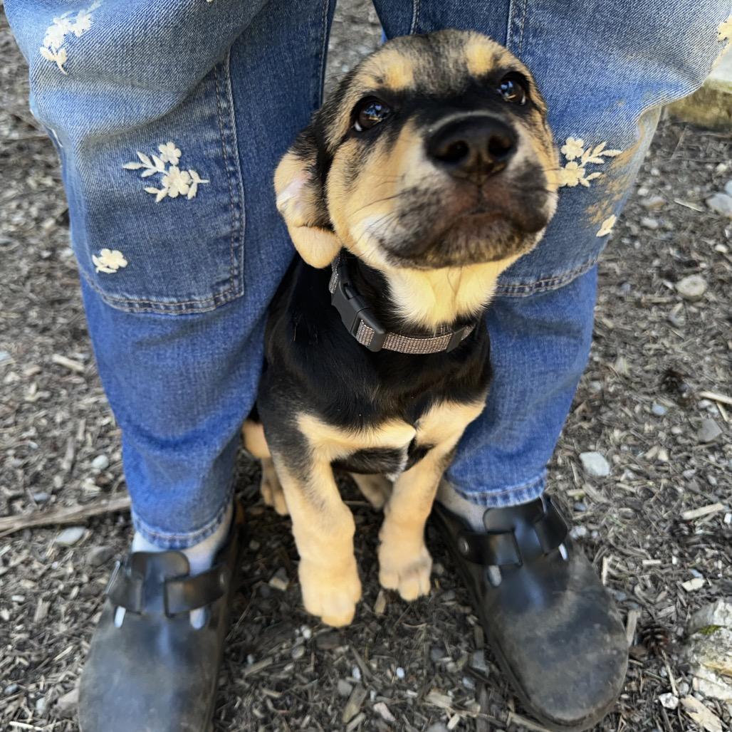 Enlarge George Jones, a Adoptable mixed breed in Bellingham, WA image 3/6