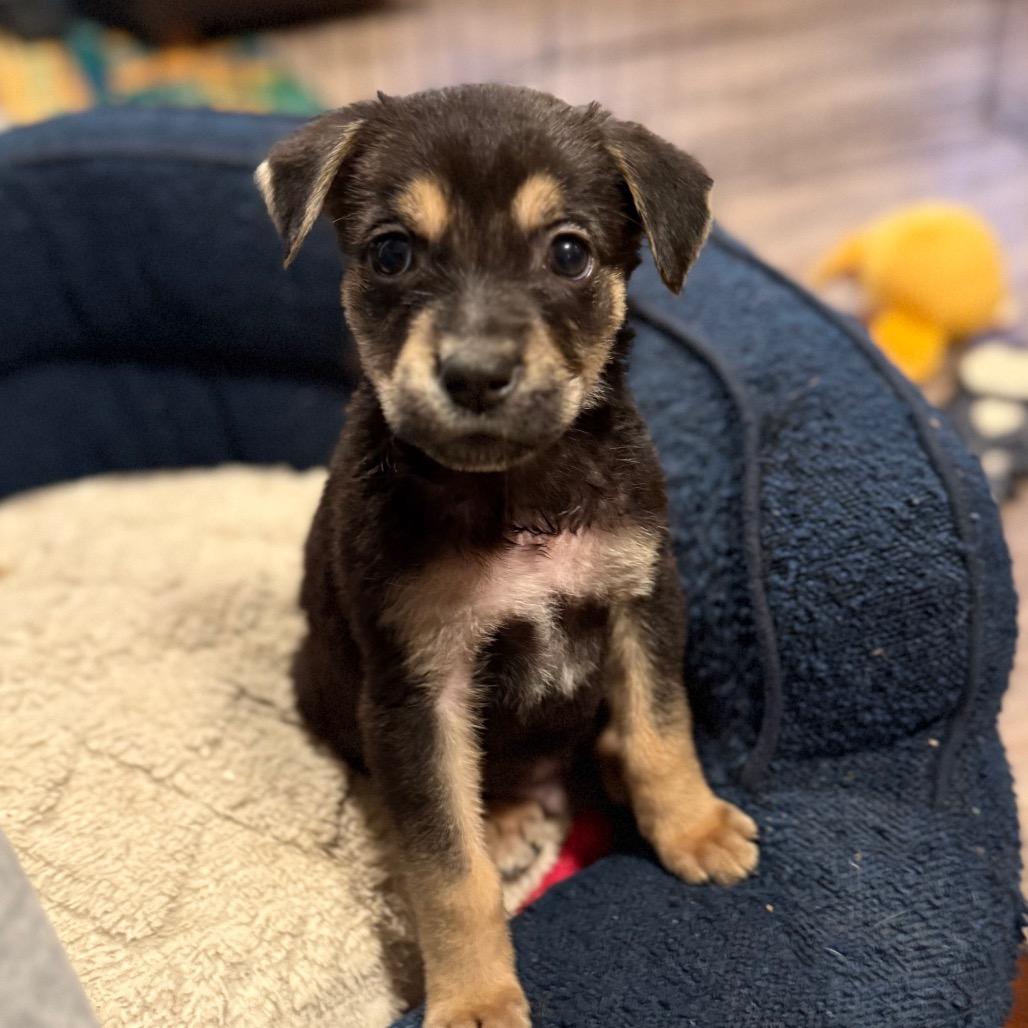 Enlarge George Jones, a Adoptable mixed breed in Bellingham, WA image 4/6