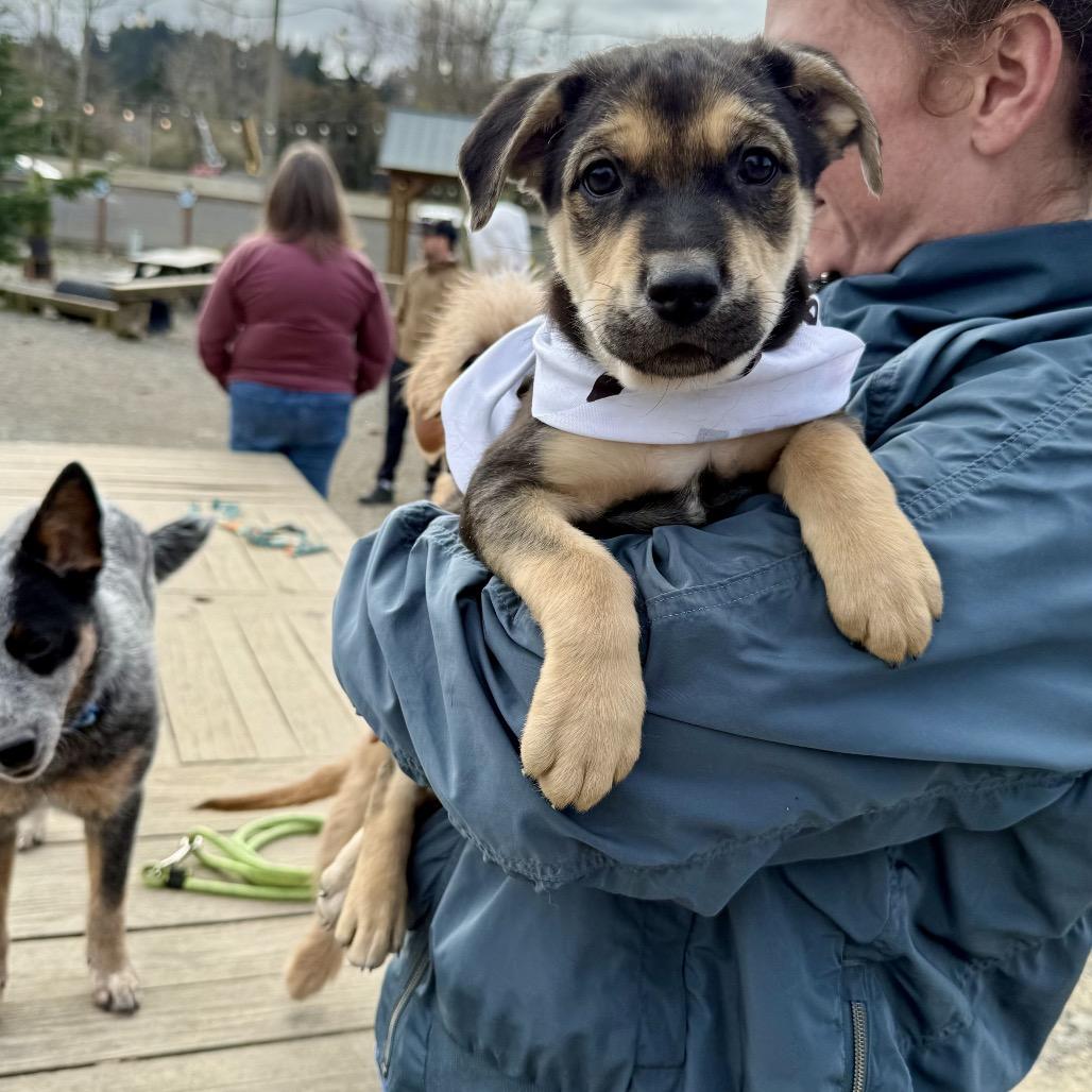 Enlarge George Jones, a Adoptable mixed breed in Bellingham, WA image 5/6