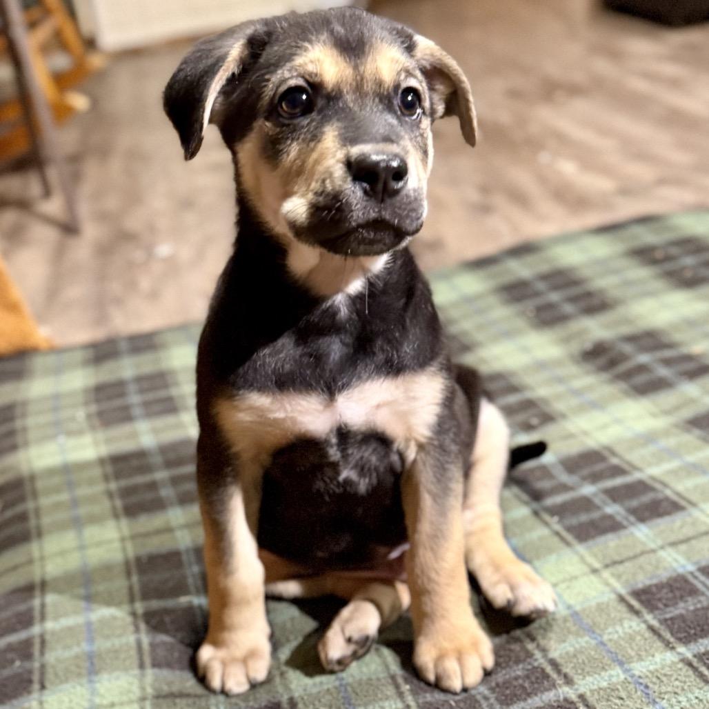 Enlarge George Jones, a Adoptable mixed breed in Bellingham, WA image 6/6
