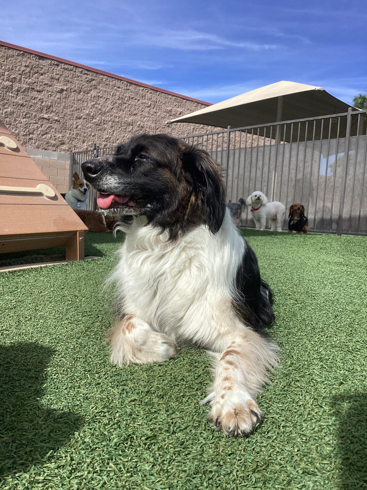 Enlarge Sadie , a ADOPTABLE mixed breed in Cedar City, UT image 1/3