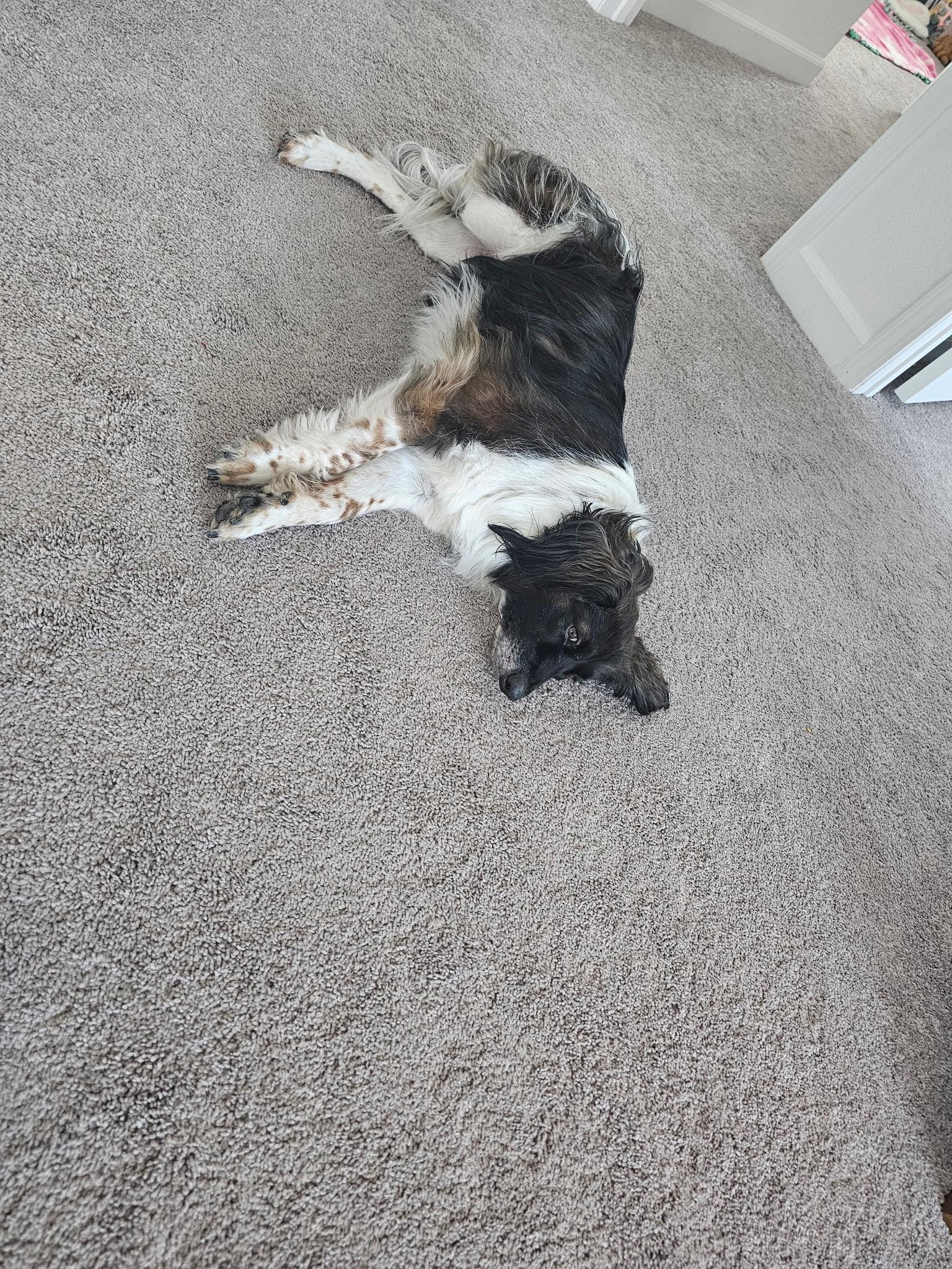 Enlarge Sadie , a ADOPTABLE mixed breed in Cedar City, UT image 3/3