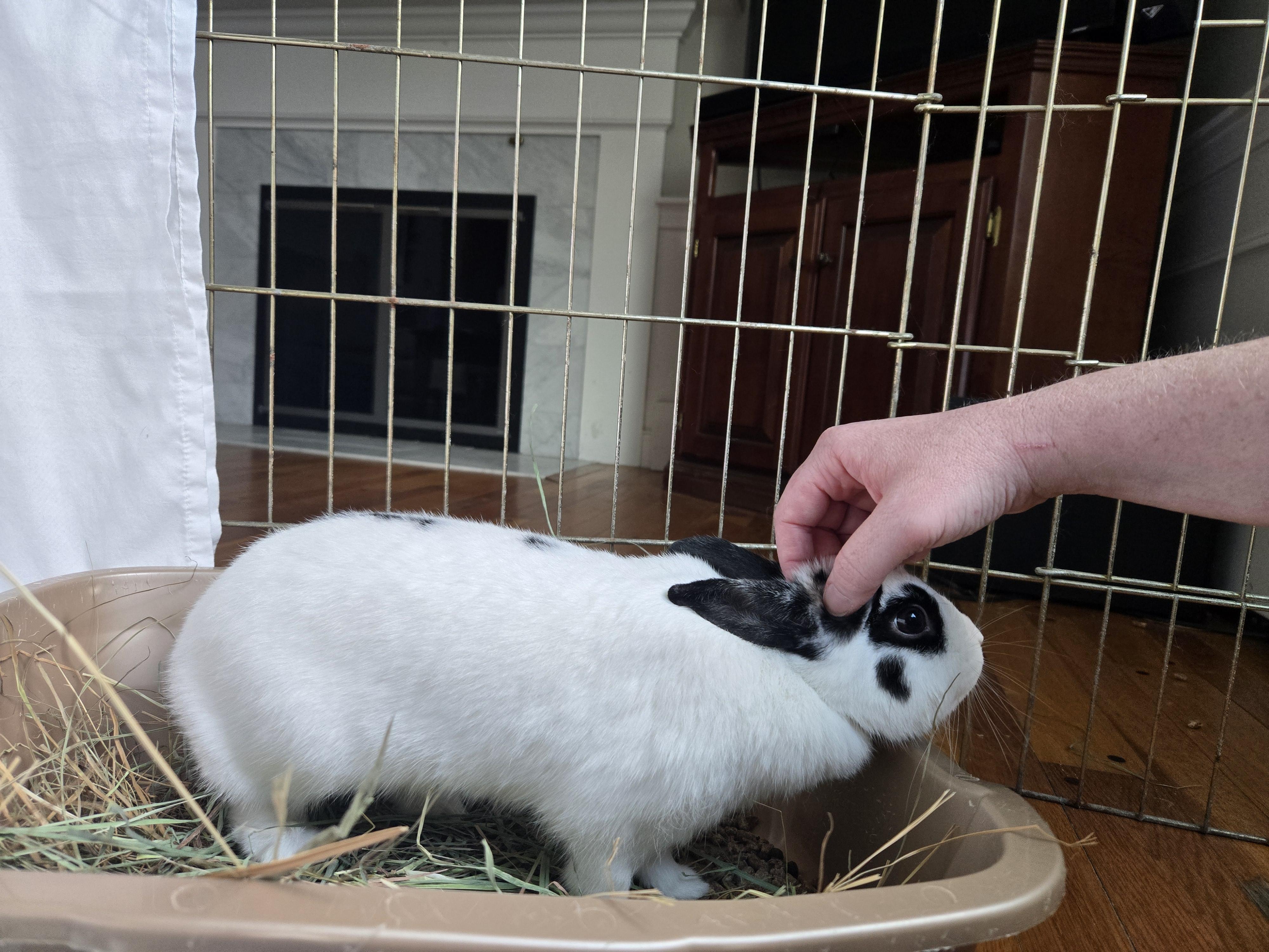 Mrs. Maisel, an adopted Hotot in Andover, MA image 3/5