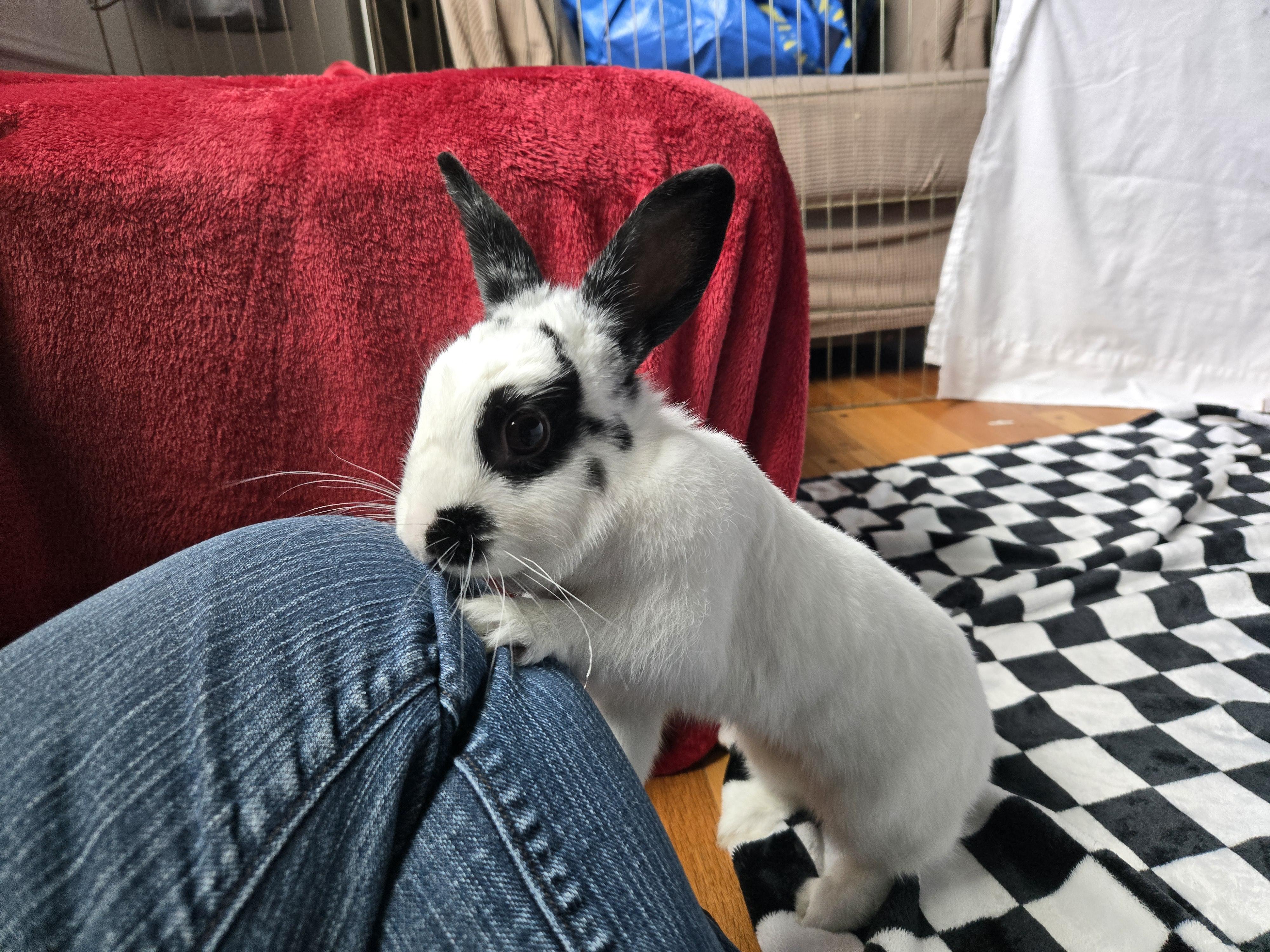 Mrs. Maisel, adopted, Young Female Hotot.
