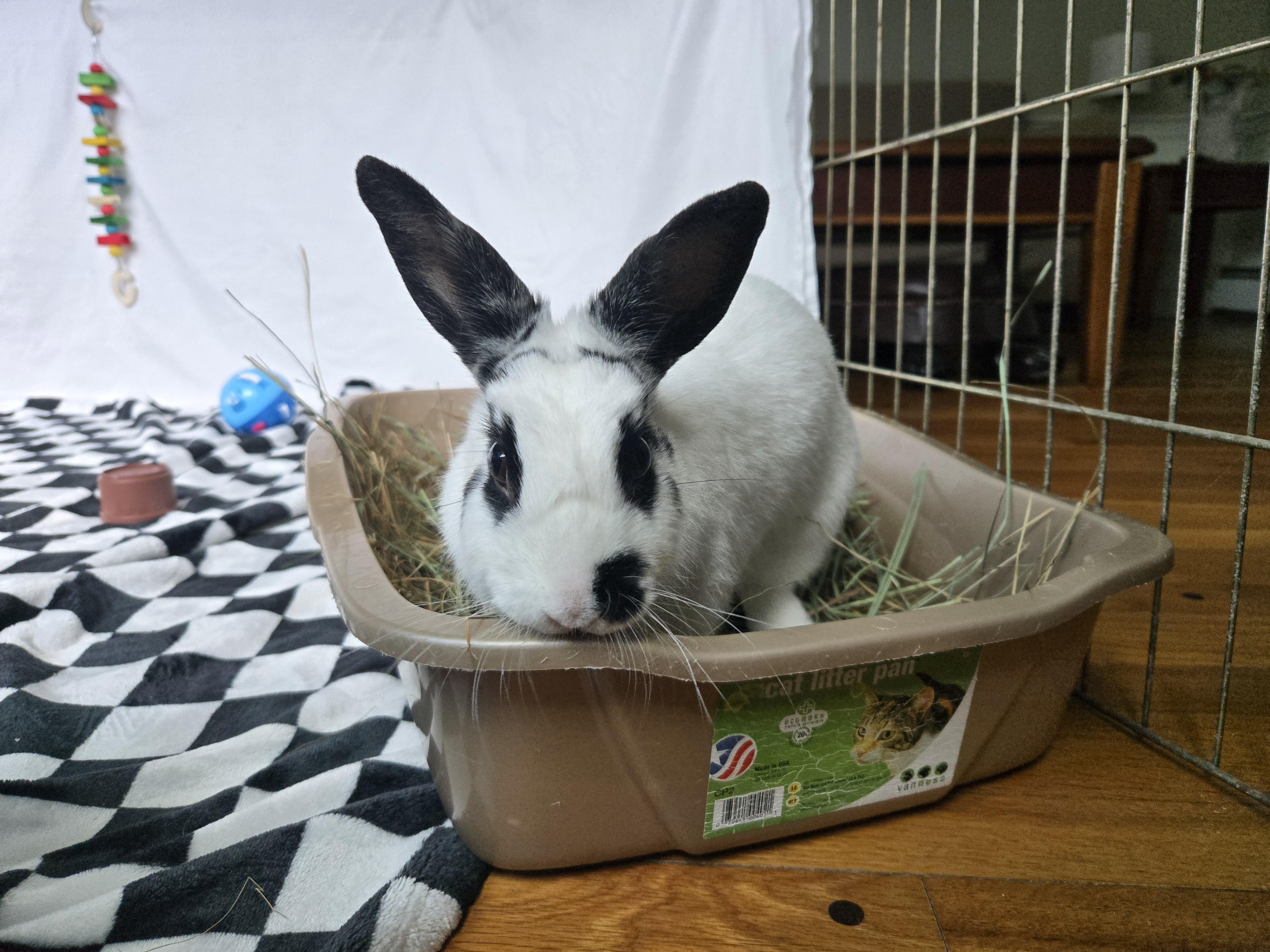Mrs. Maisel, an adopted Hotot in Andover, MA image 2/5
