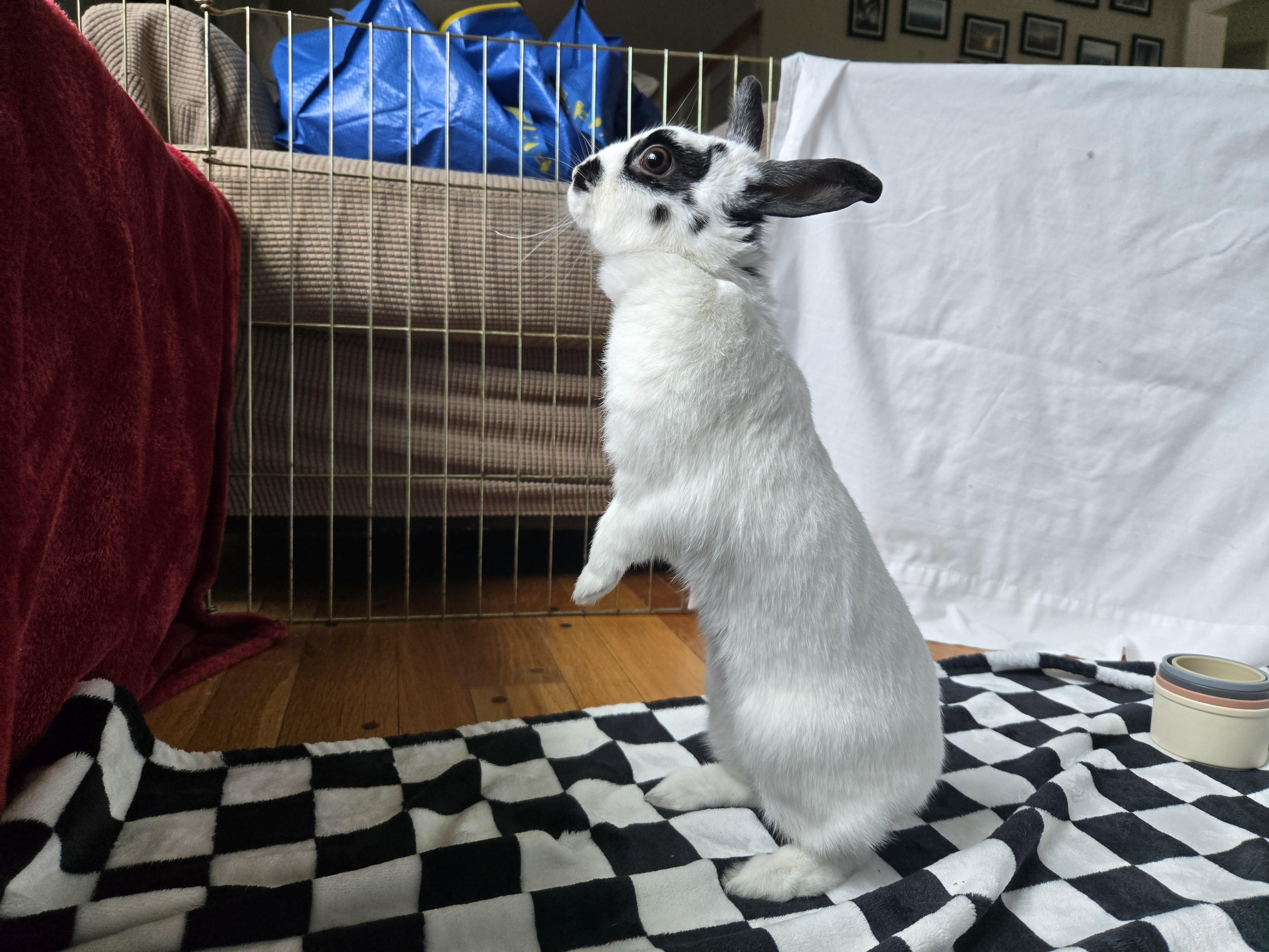 Mrs. Maisel, an adopted Hotot in Andover, MA image 4/5