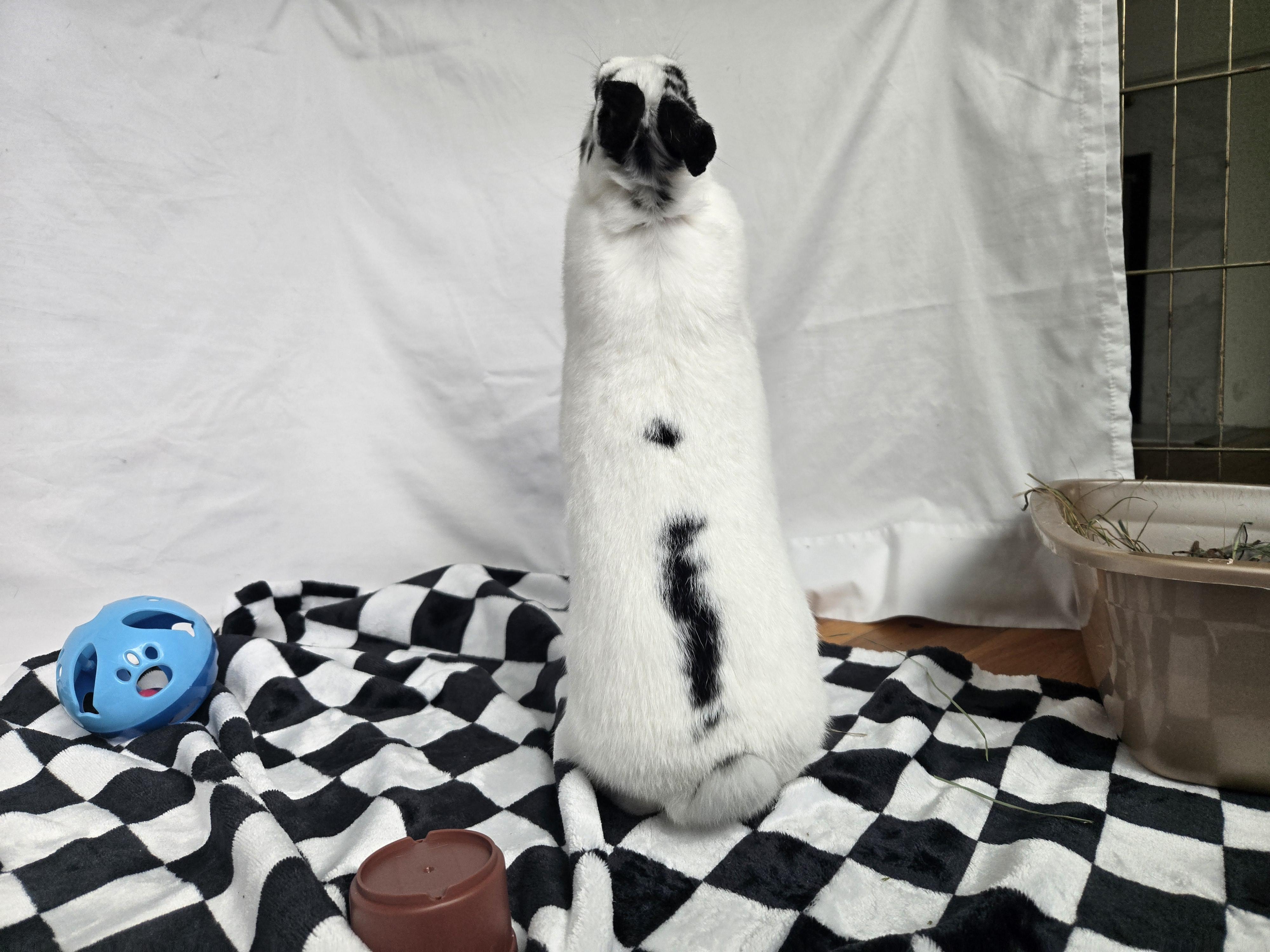 Mrs. Maisel, an adopted Hotot in Andover, MA image 5/5
