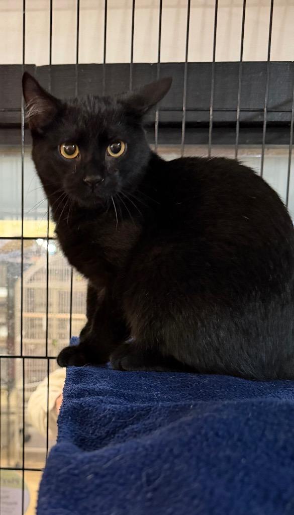 Enlarge Sage, a Adoptable mixed breed in Lancaster, PA image 1/1