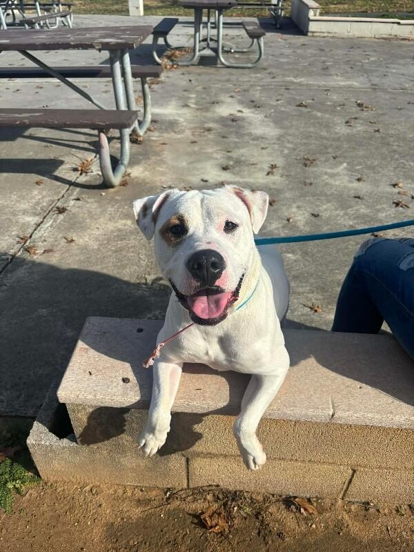 Buster, a Adoptable mixed breed in Maryville, TN image 1/5